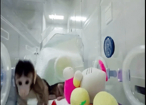 Zhong Zhong and Hua Hua, the two cloned monkeys, in a baby incubator.