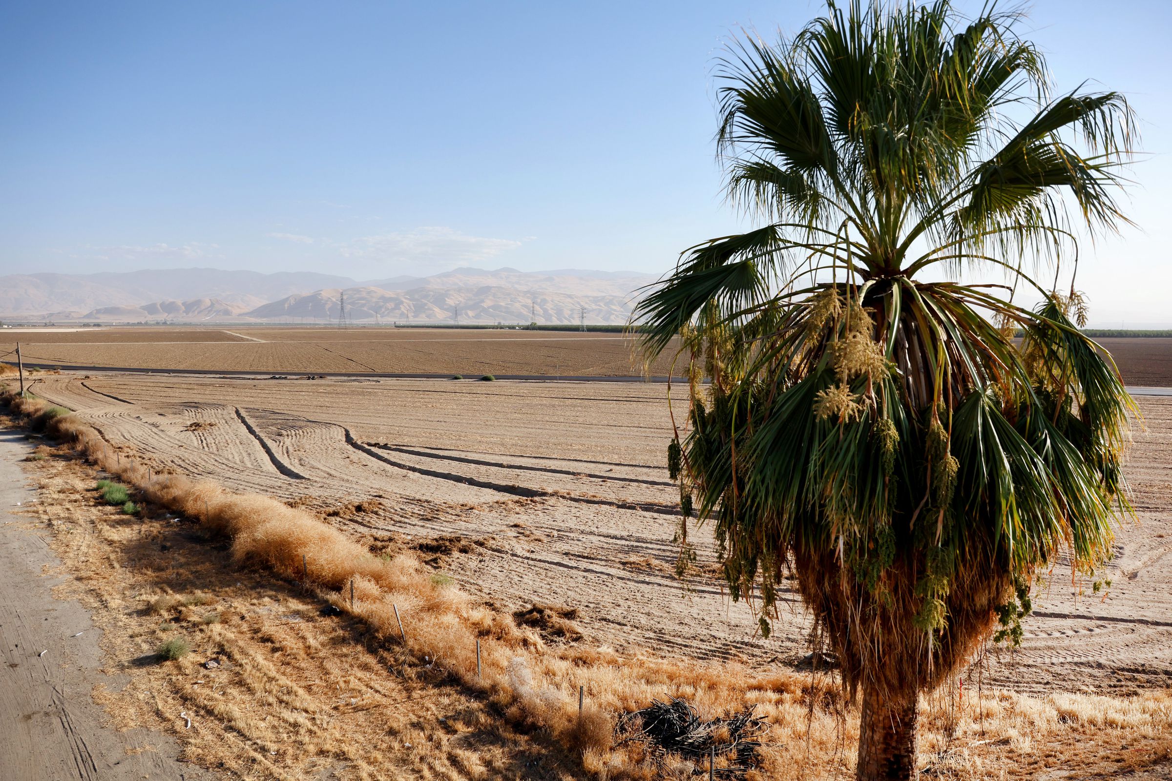 A lone palm tree stands above dry, barren agricultural fields.