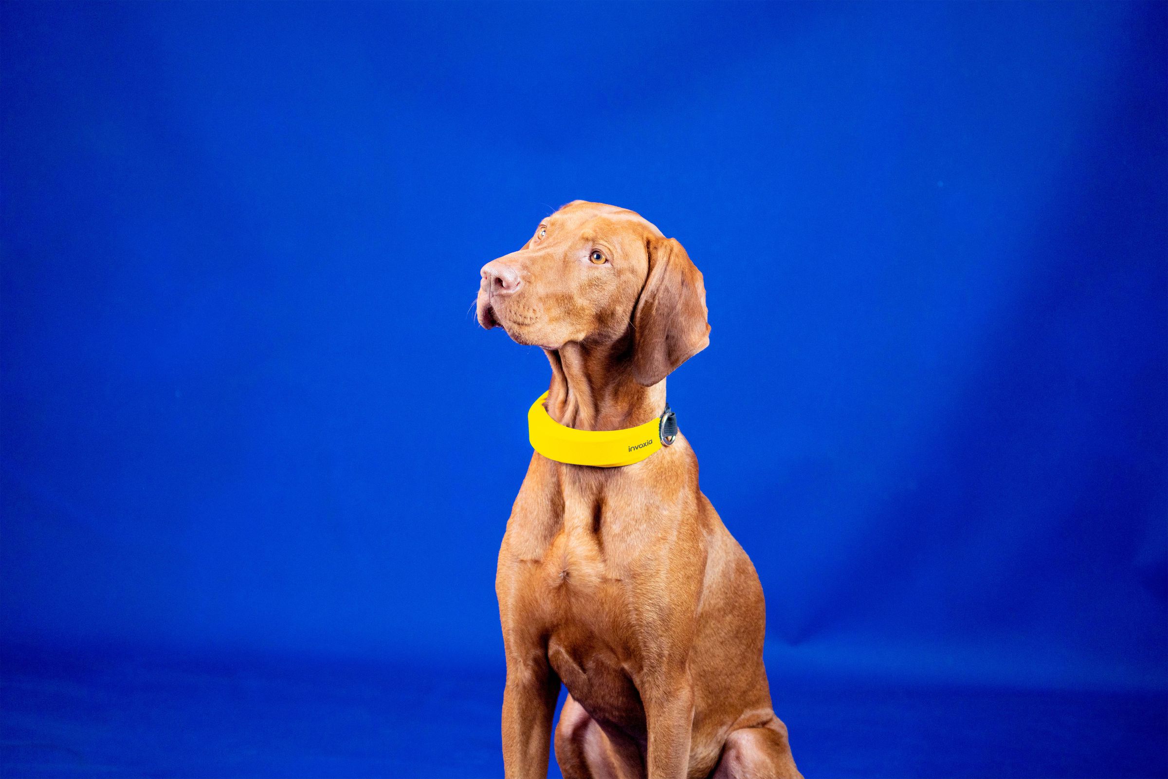 A cute brown dog wearing an Invoxia Smart Dog Collar
