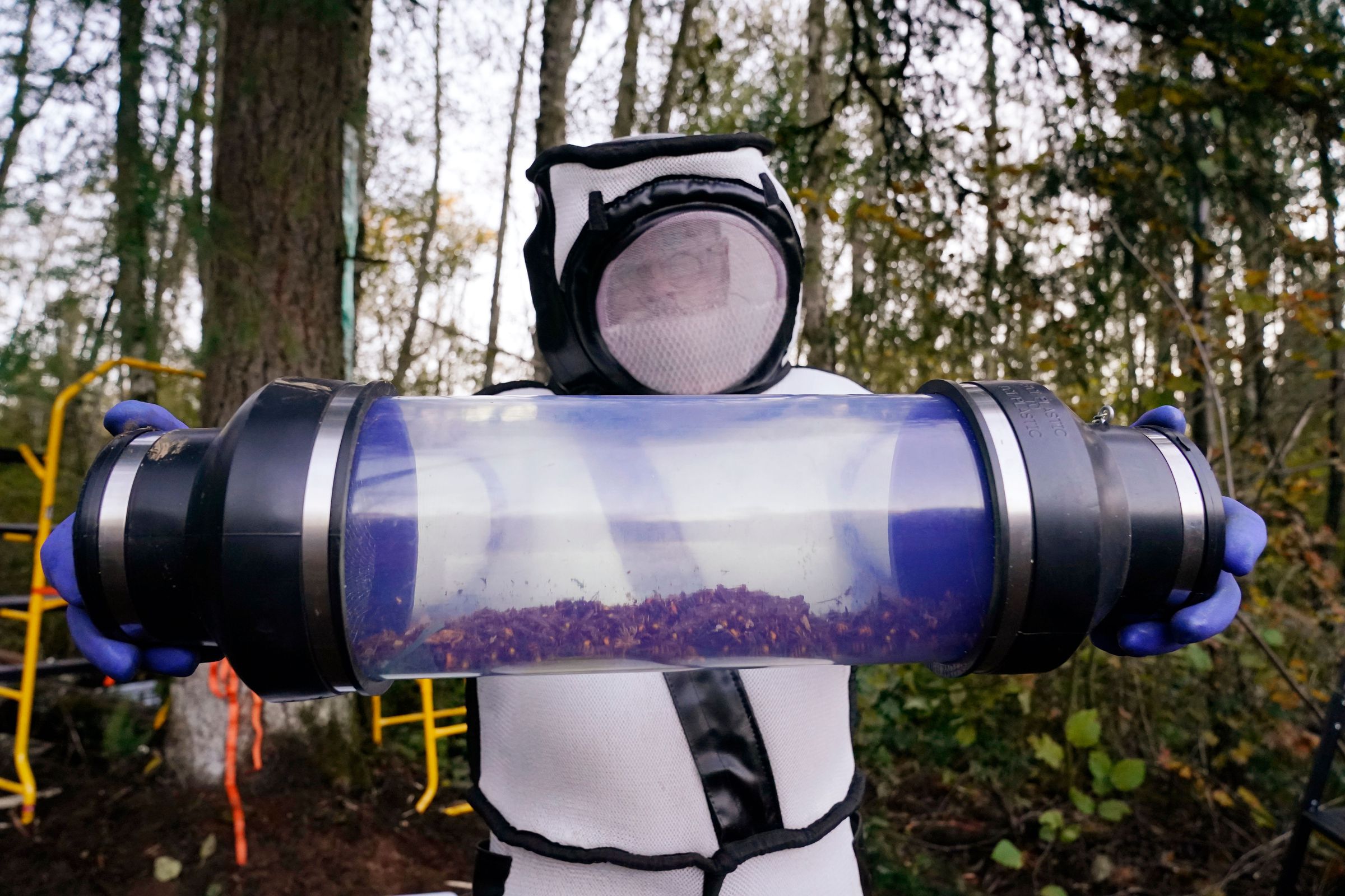 A person in a full-body and protective suit holds out a clear canister filled with giant hornets.
