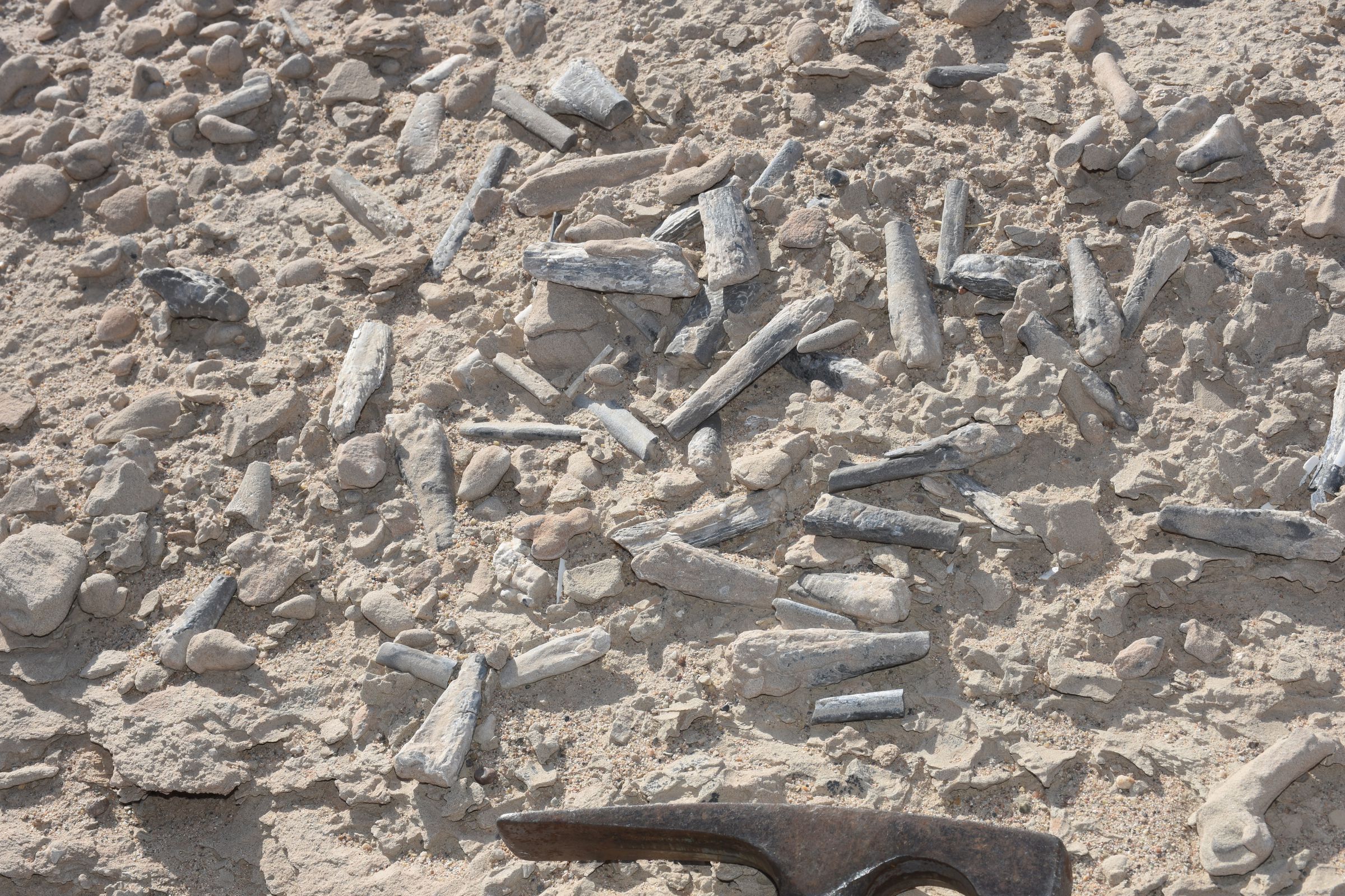 Hundreds of pterosaur bones laying on the surface, demonstrating the richness of these sites.