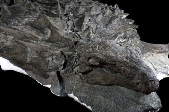 This massive, spiky dinosaur might have used camouflage to fool ...