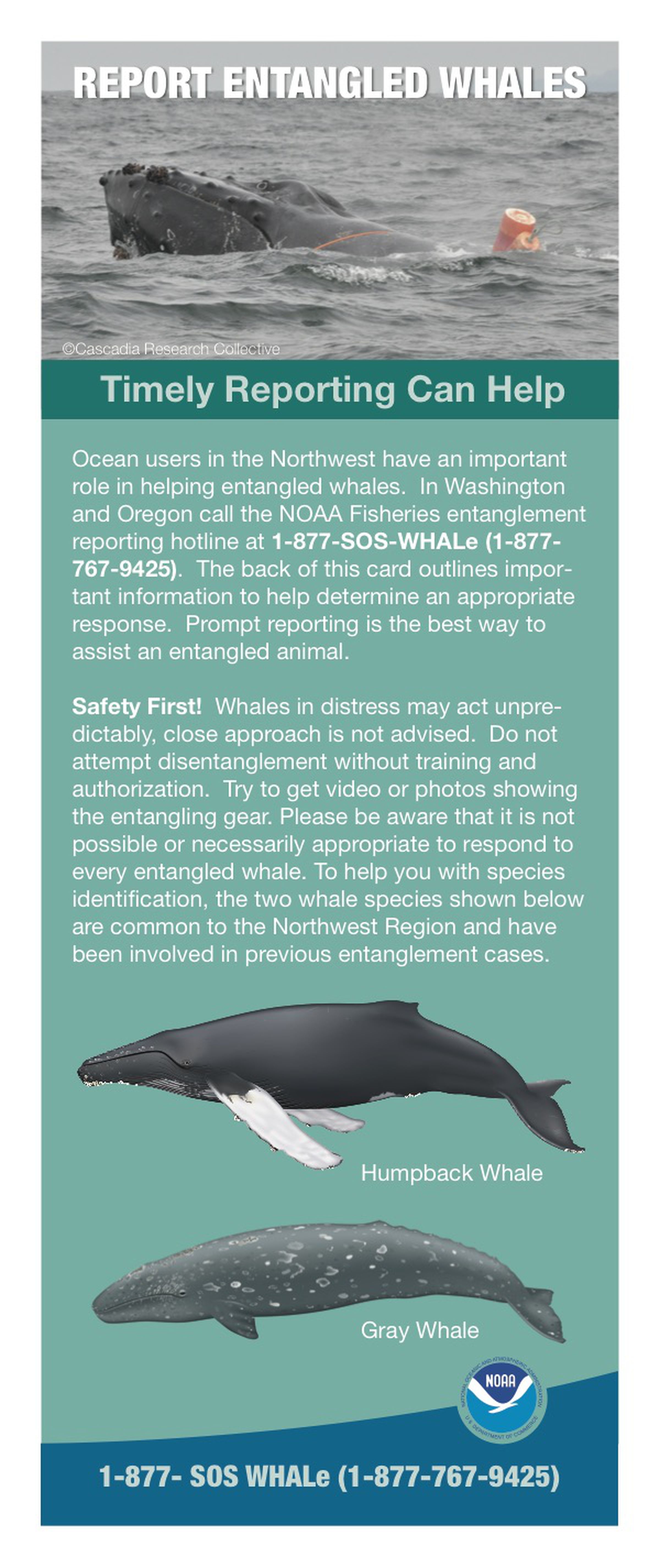 Front of the NOAA entangled whales brochure.