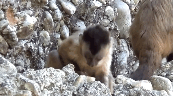A wild capuchin monkey licks the stones after the blows, possibly to ingest nutrients in the powdered rocks.