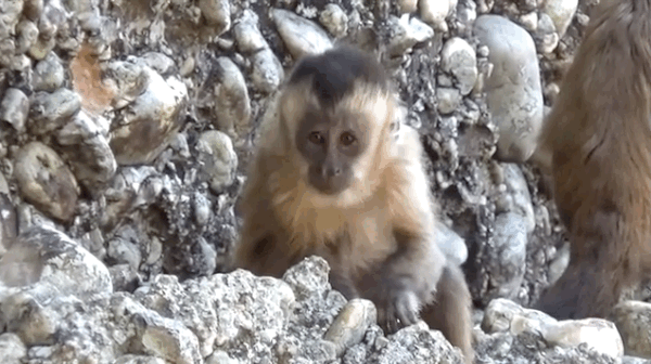 A wild capuchin monkey smashes rocks in the Serra da Capivara National Park in Brazil