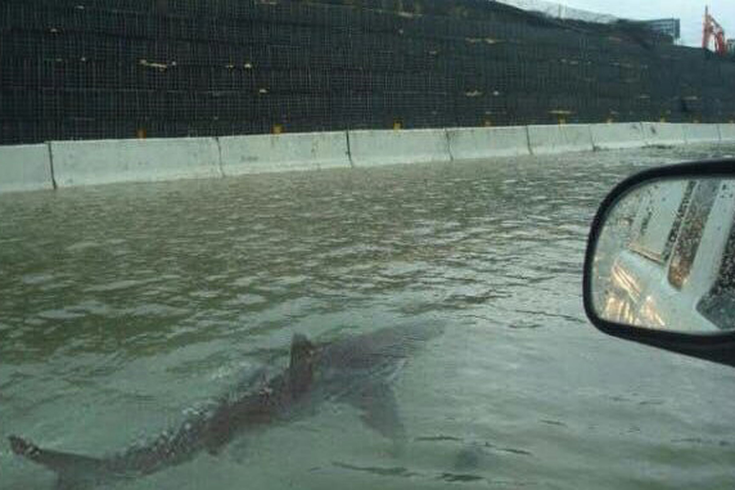 The viral hoax of a shark swimming down a Houston highway.