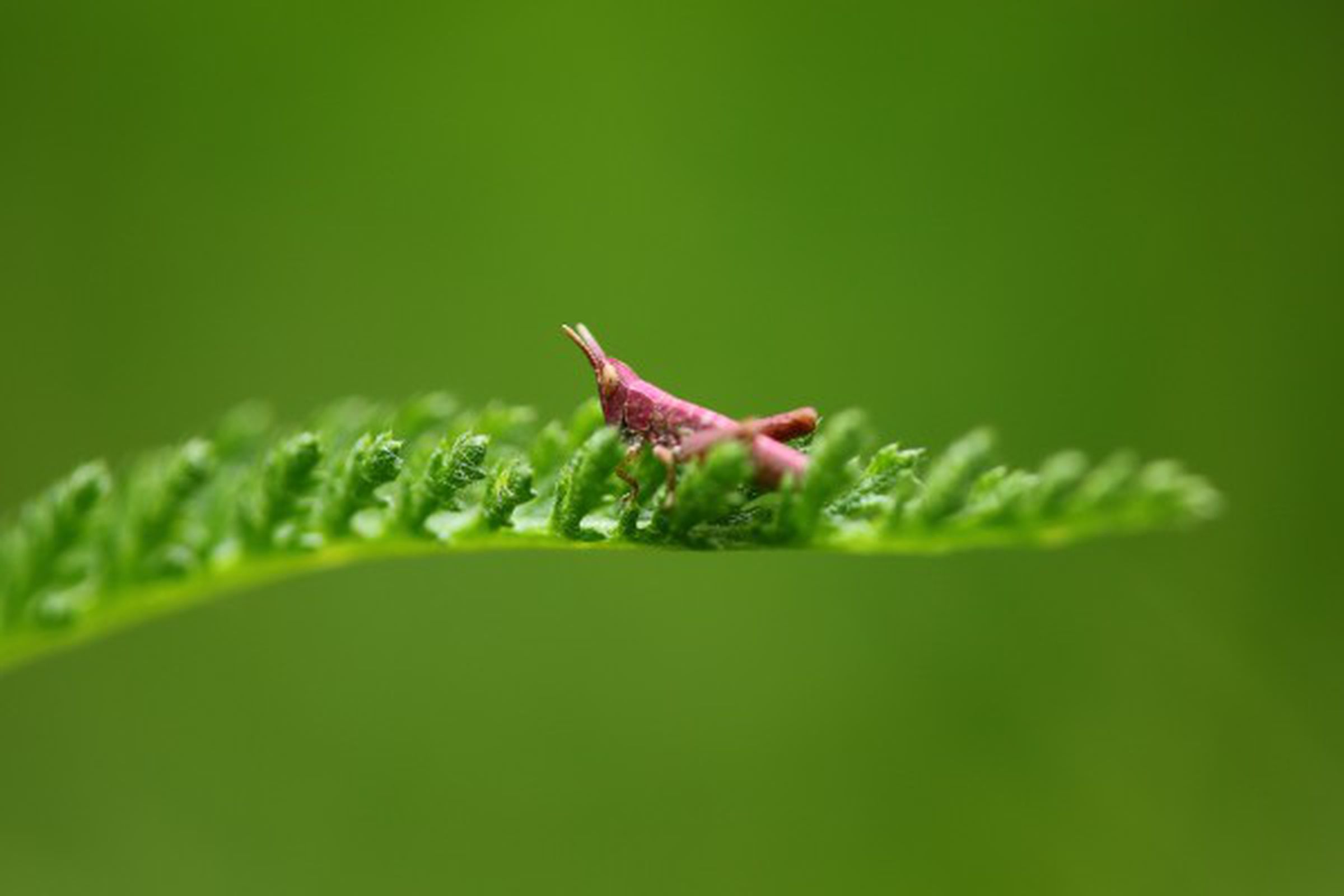 pink grasshopper