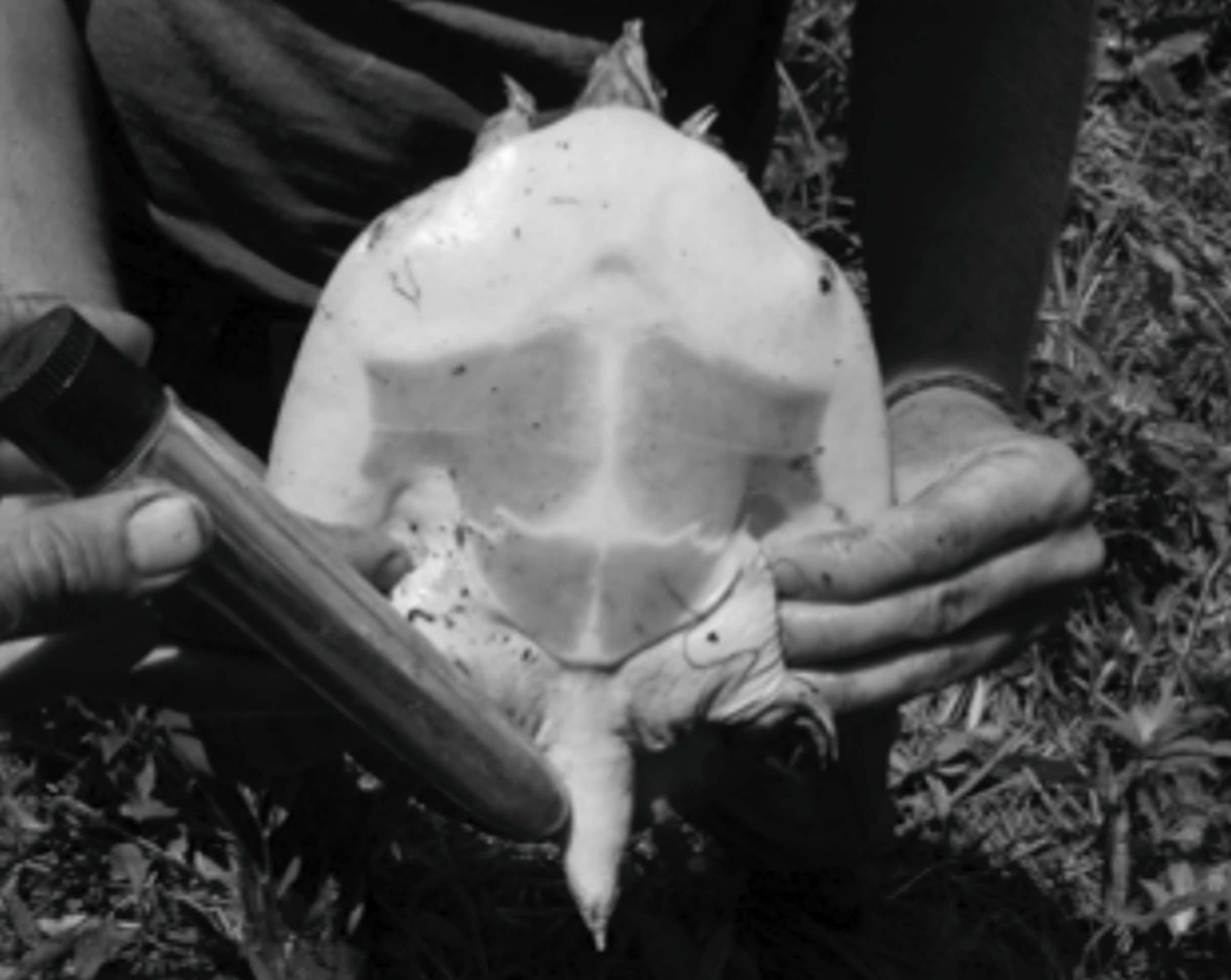 A male spiny softshell turtle being vibrated on the tail.
