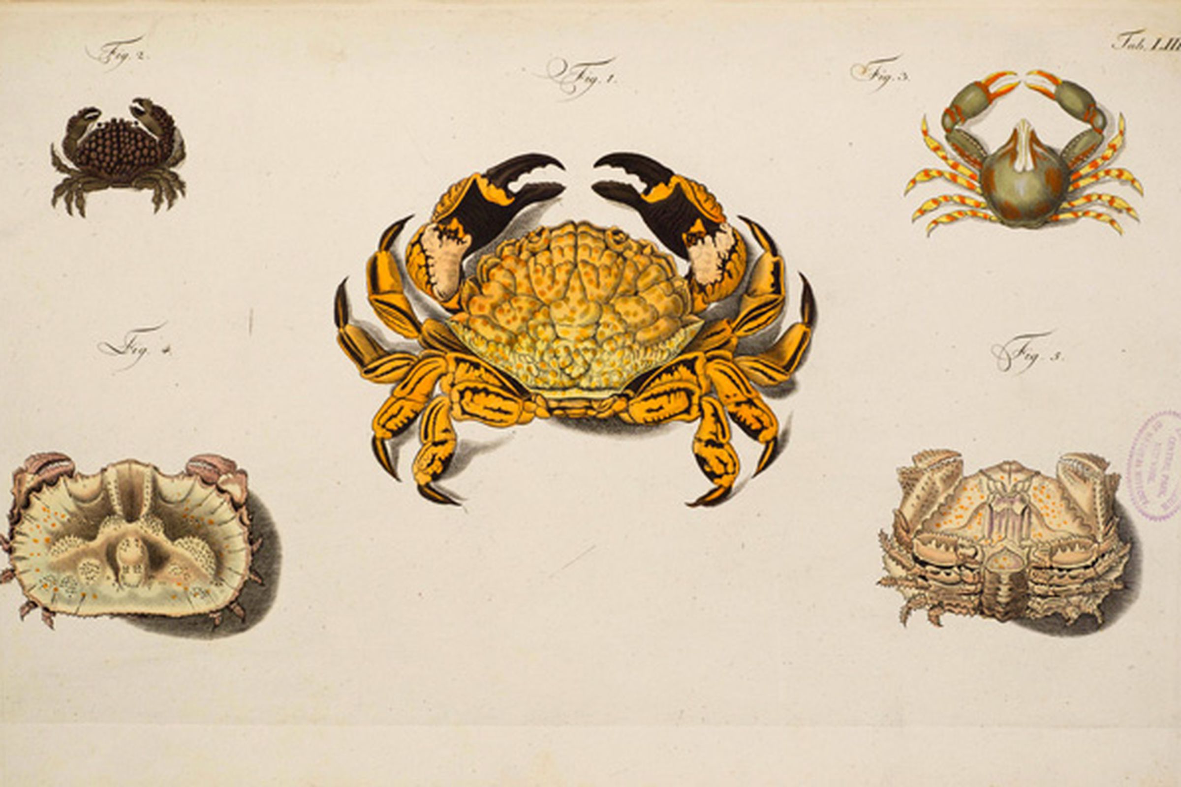 Natural Histories crabs