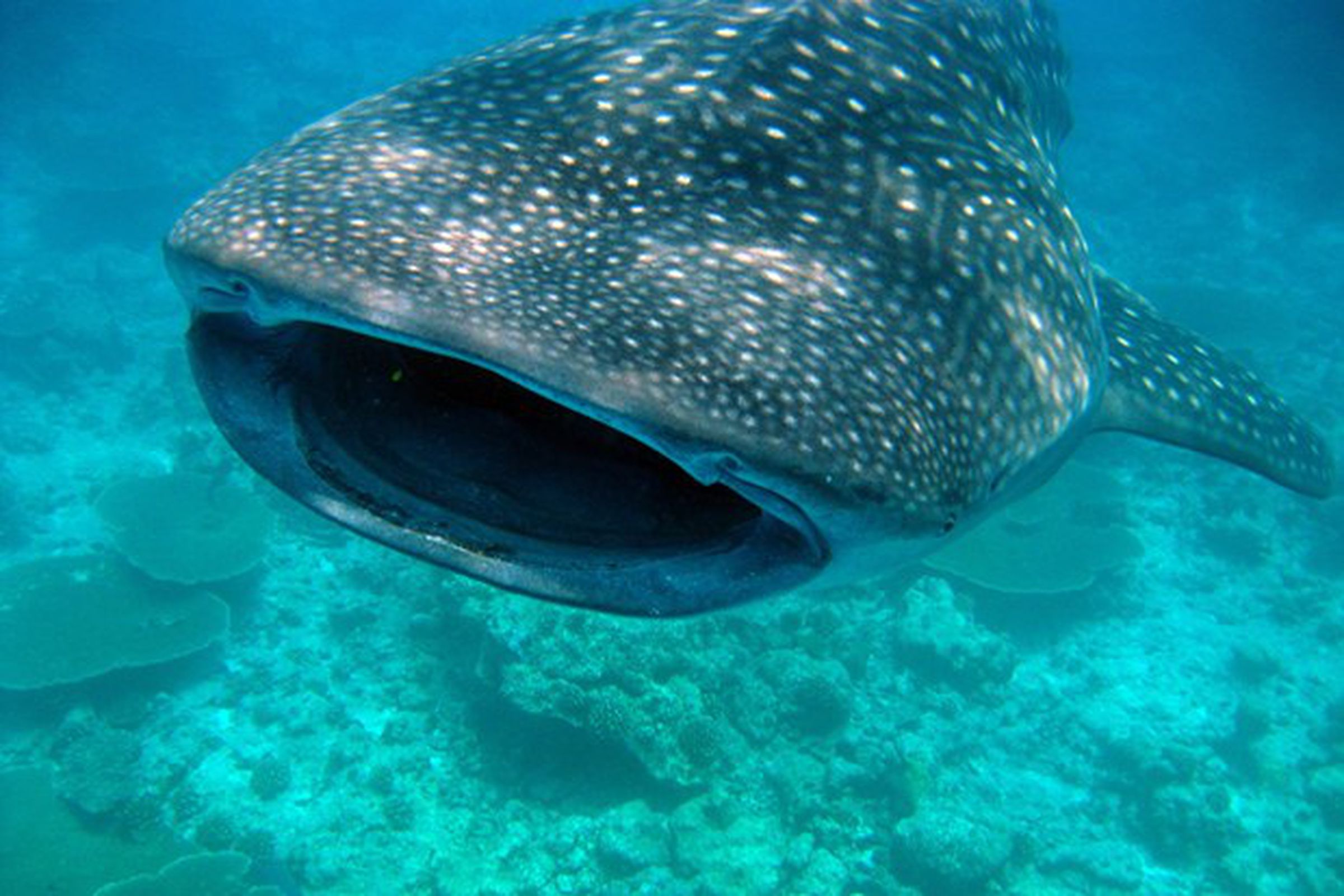Whale shark Wired UK