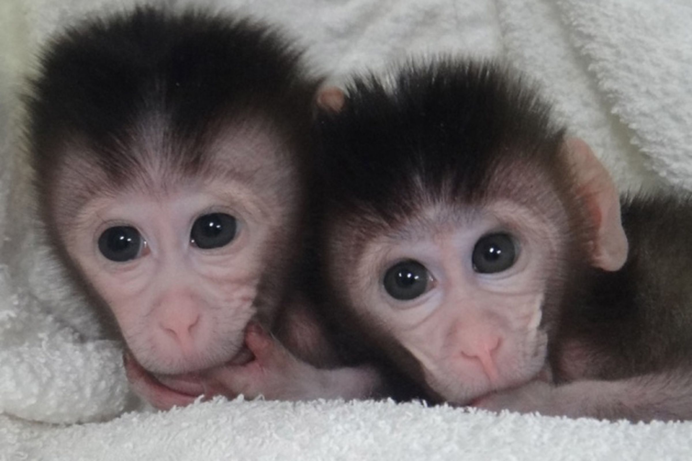 genetically customized monkeys