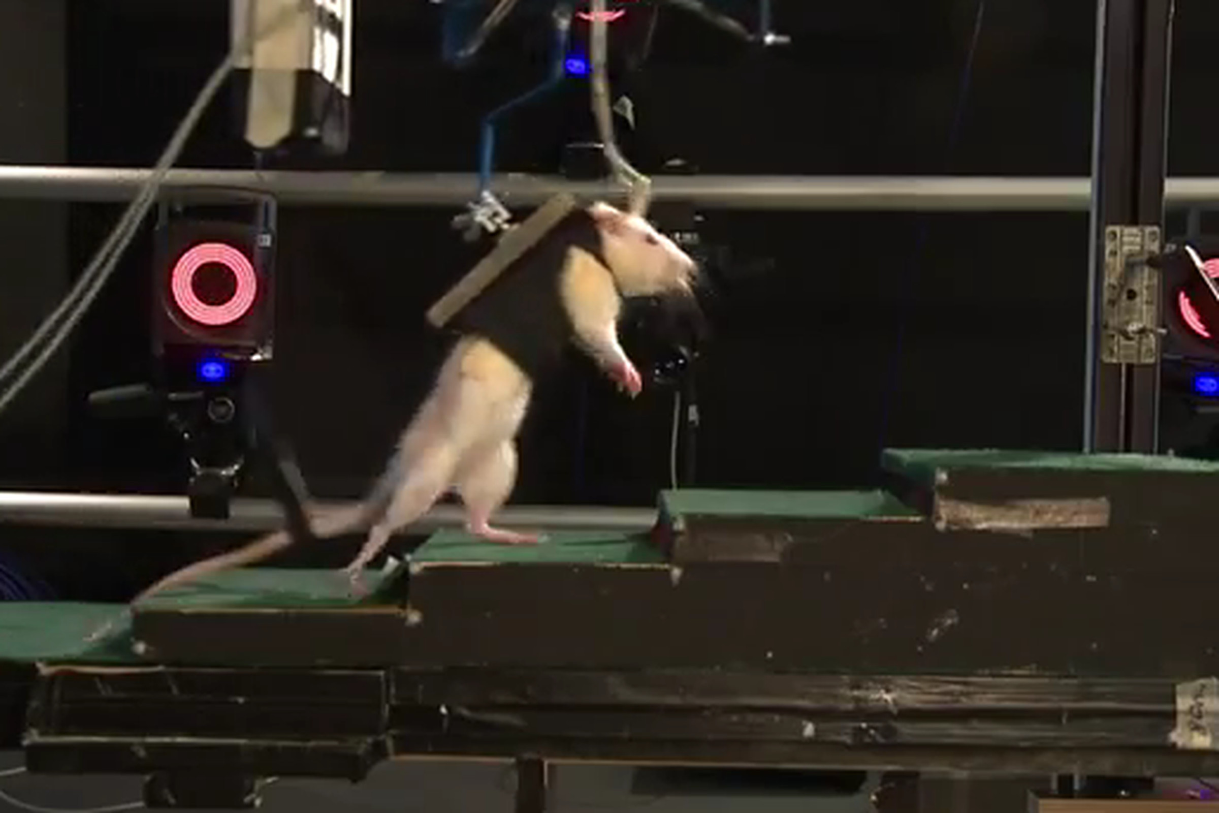 Robot rat harness