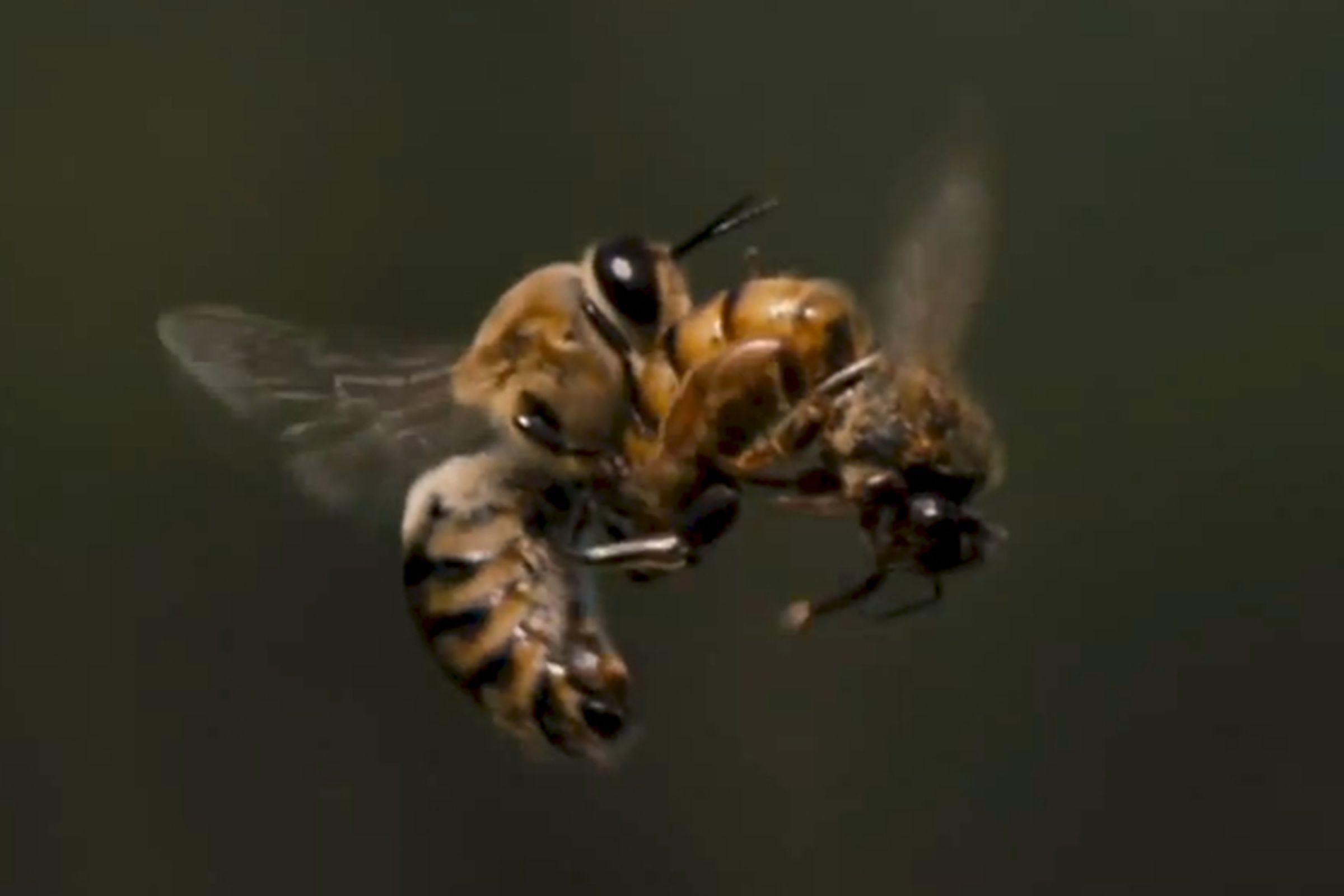 Bee sex