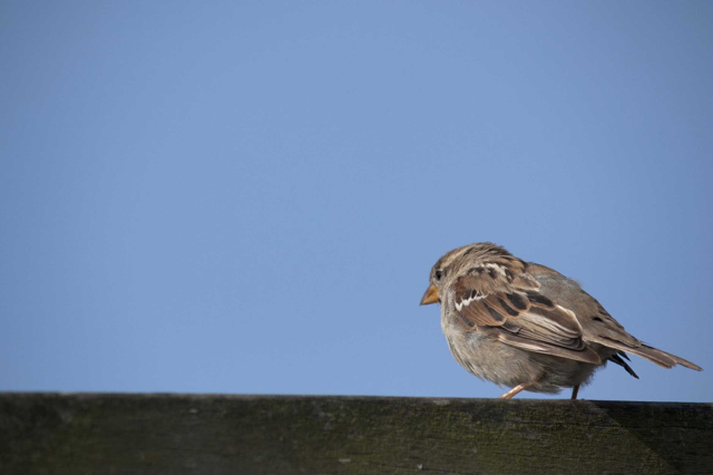 sparrow from kittysphotos on flickr