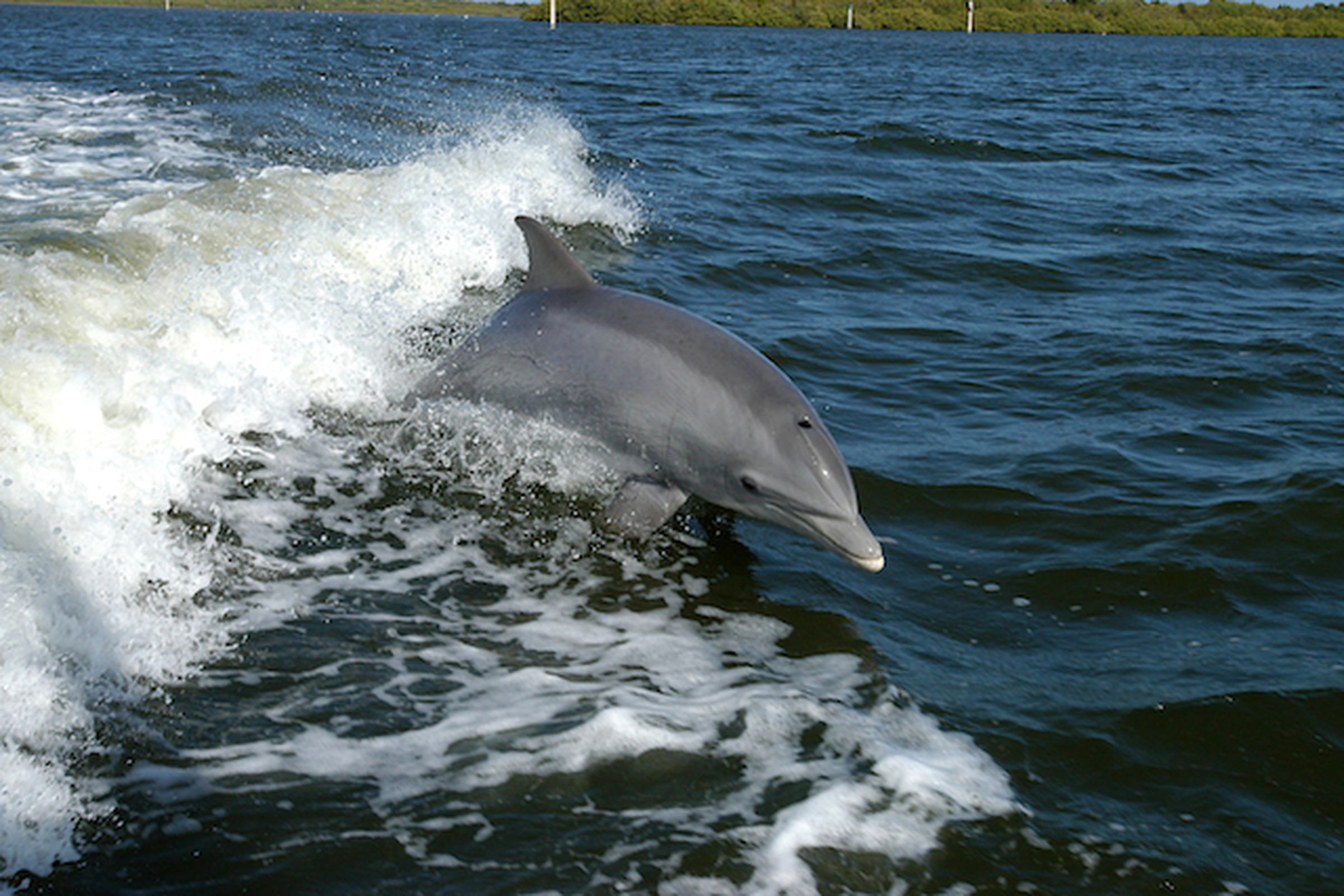 dolphin (from NASA)