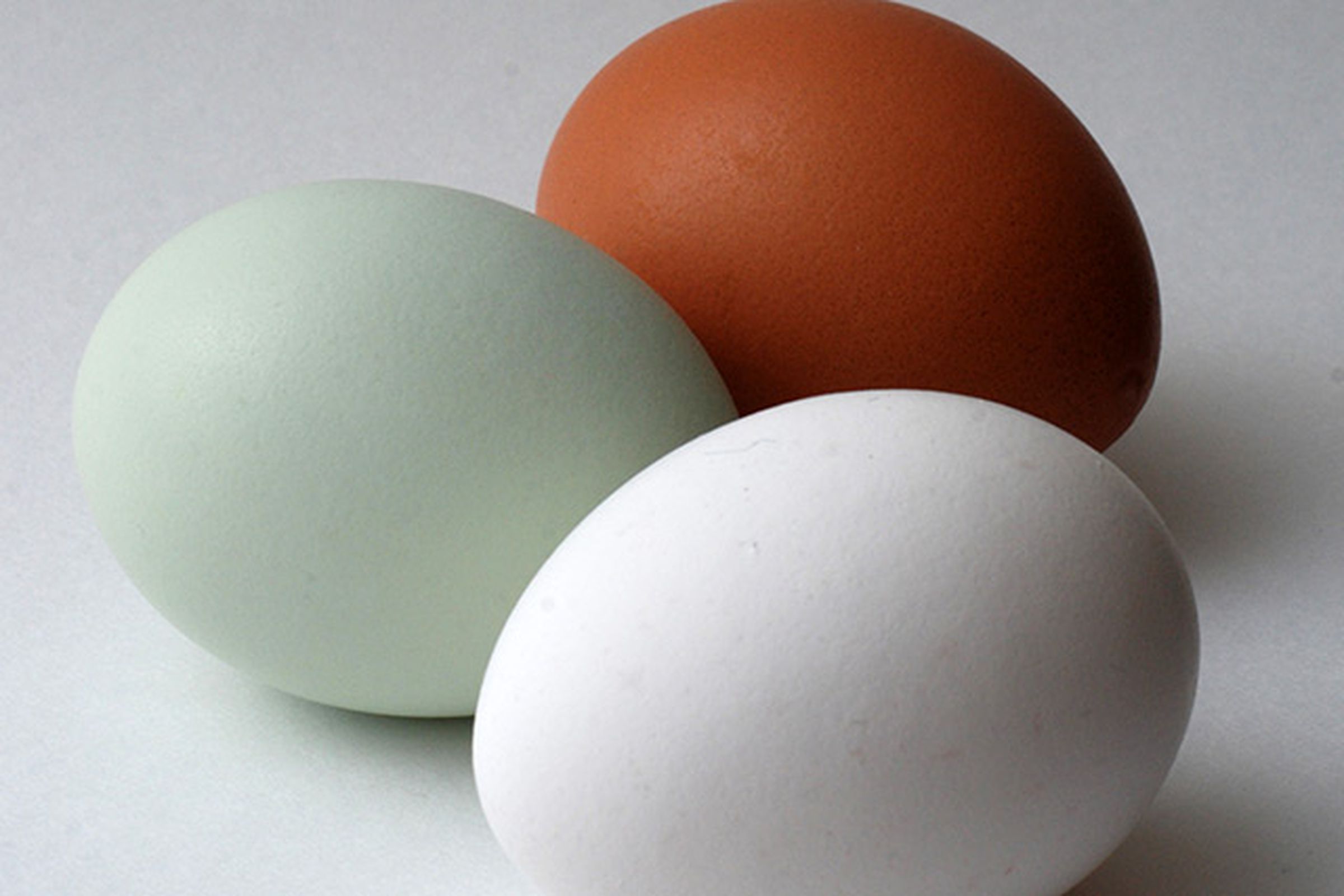eggs (Wikimedia Commons)