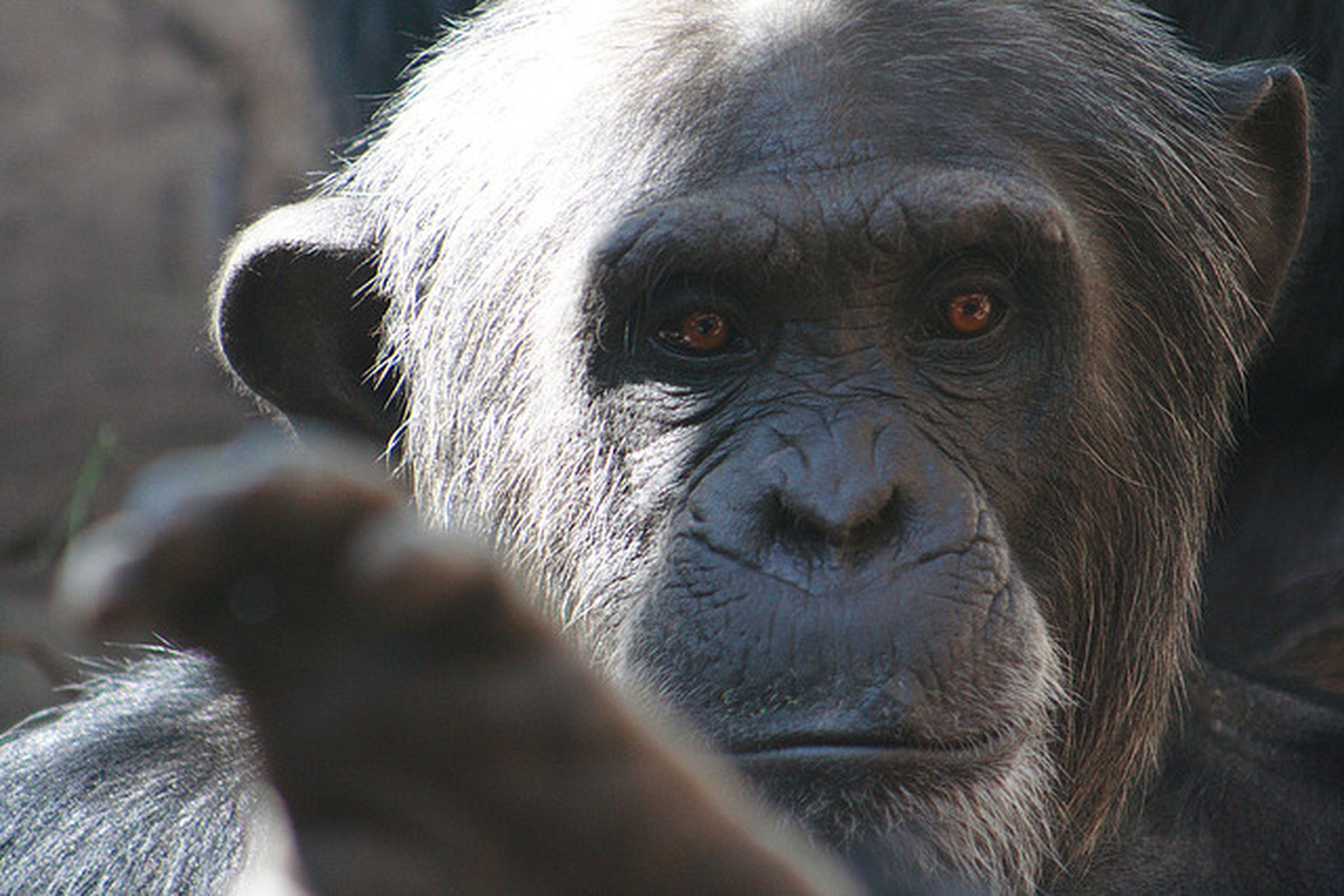 Chimpanzee from USFWS