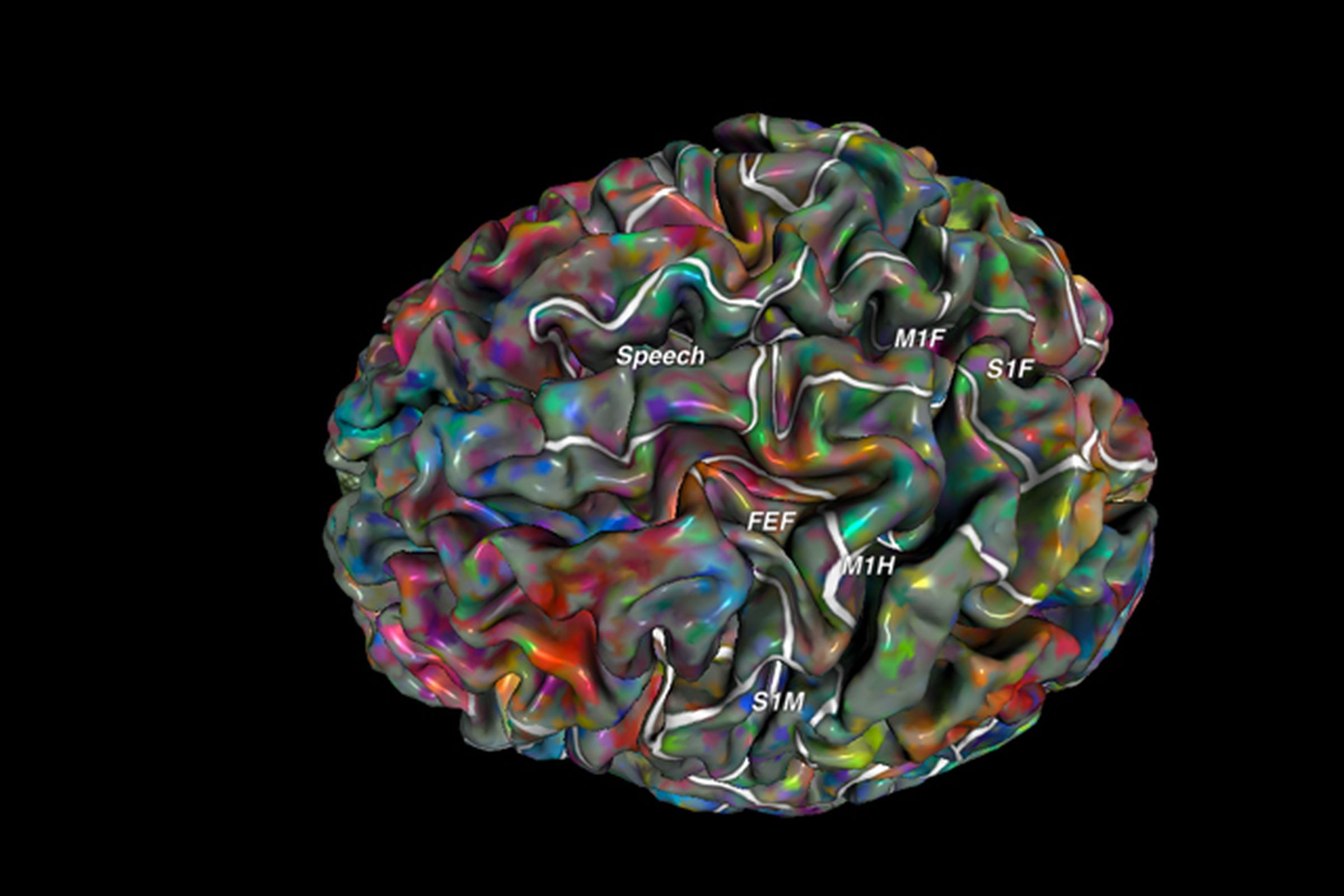 Berkeley brain semantic mapping tool