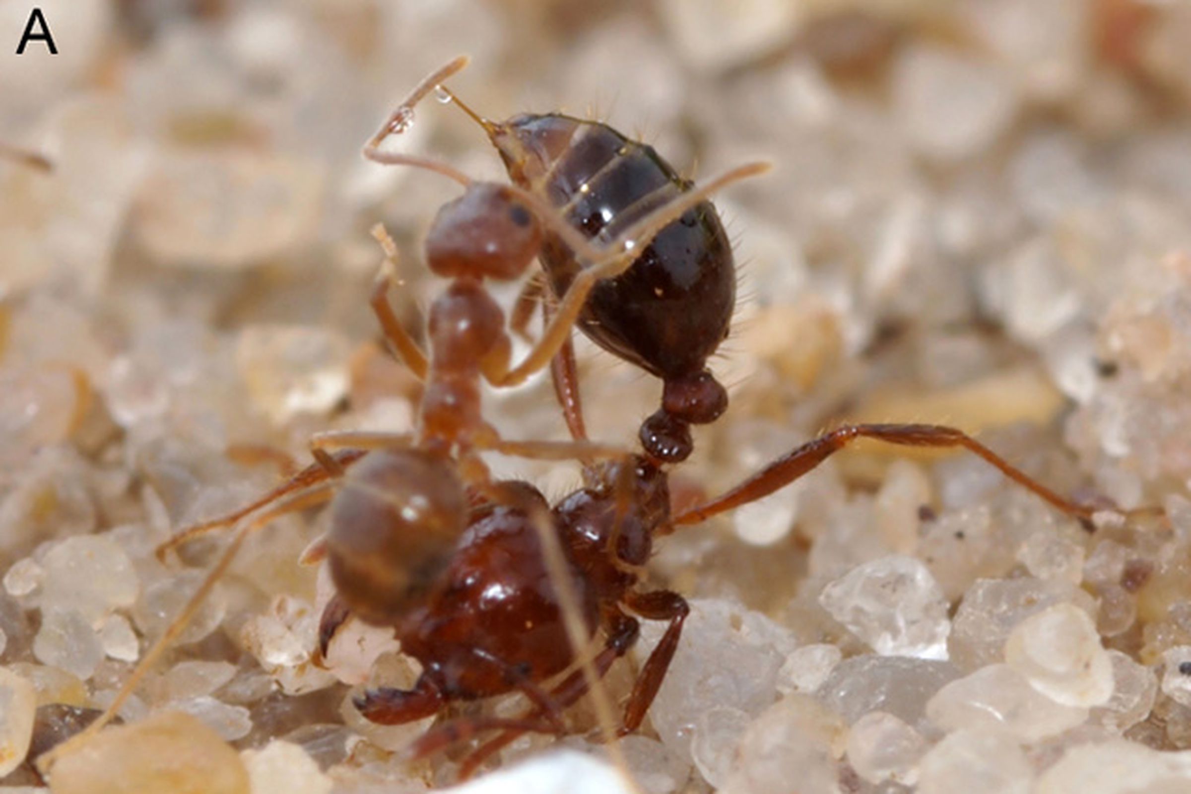 ants (credit: Lebrun study)