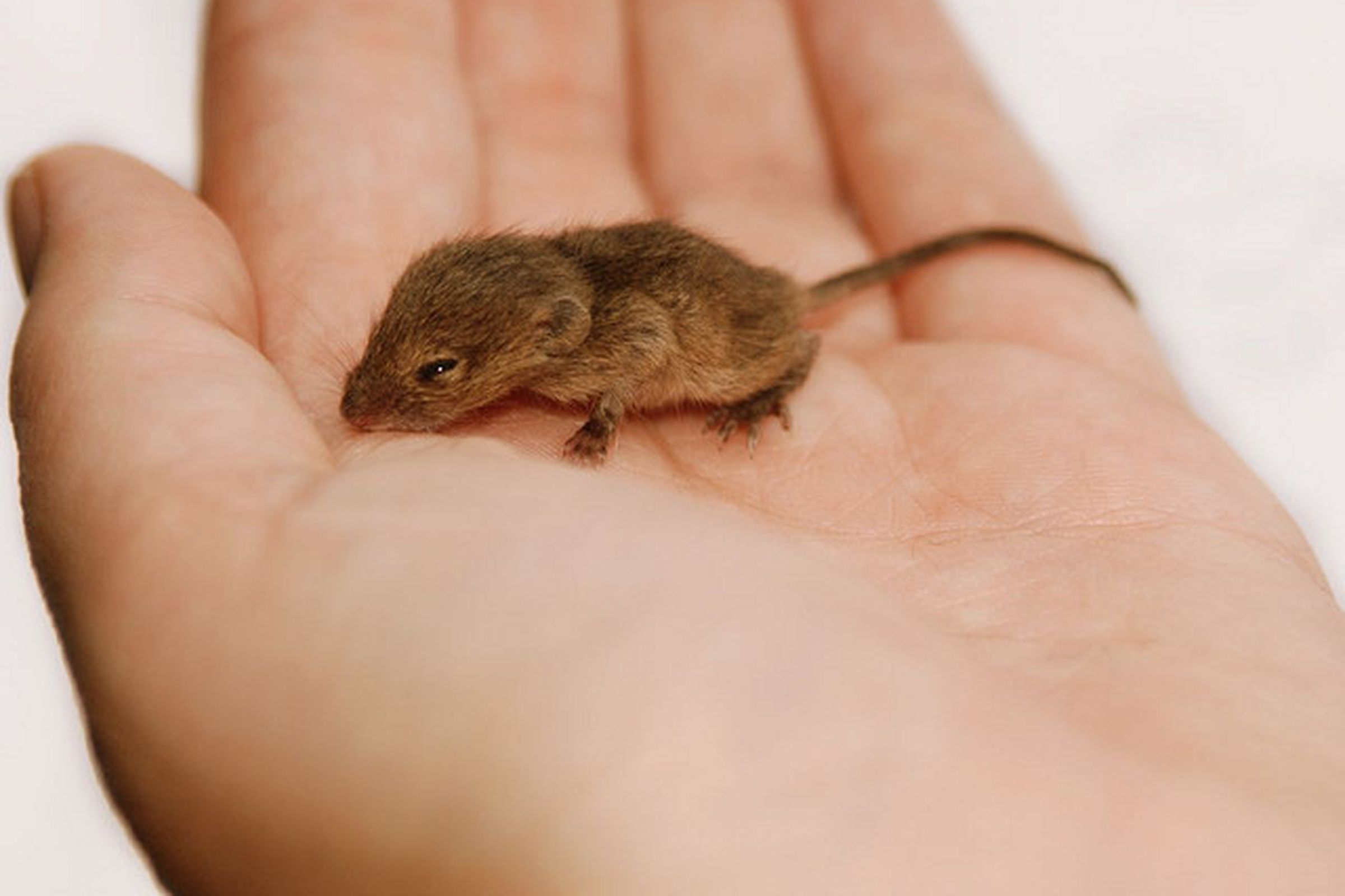Развитие мышей. Щаррдыыш мыши. Новорожденная мышь полевка.