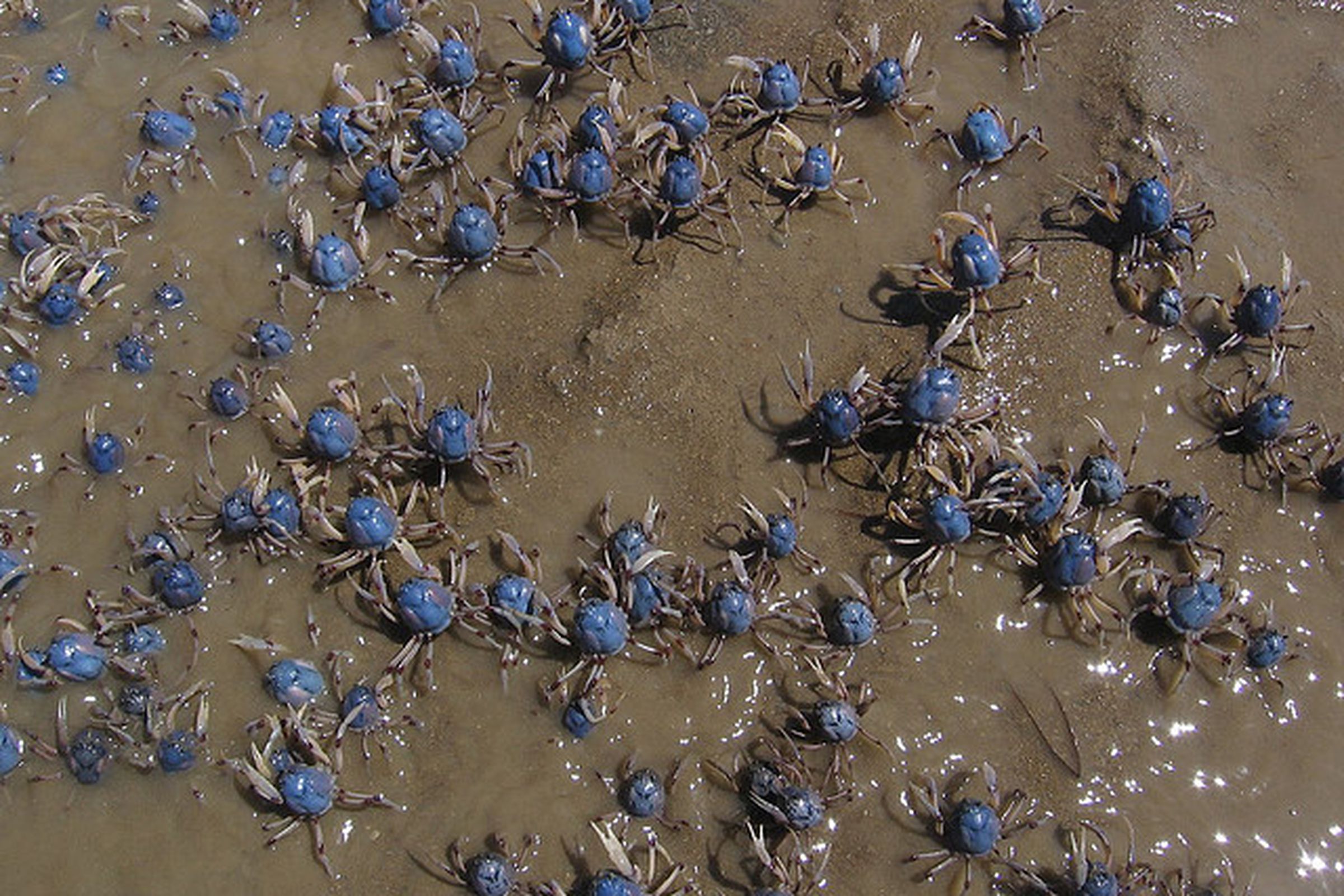 Soldier Crabs from Flickr