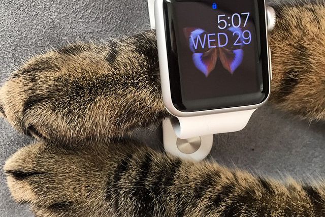 Cats Wearing the Apple Watch