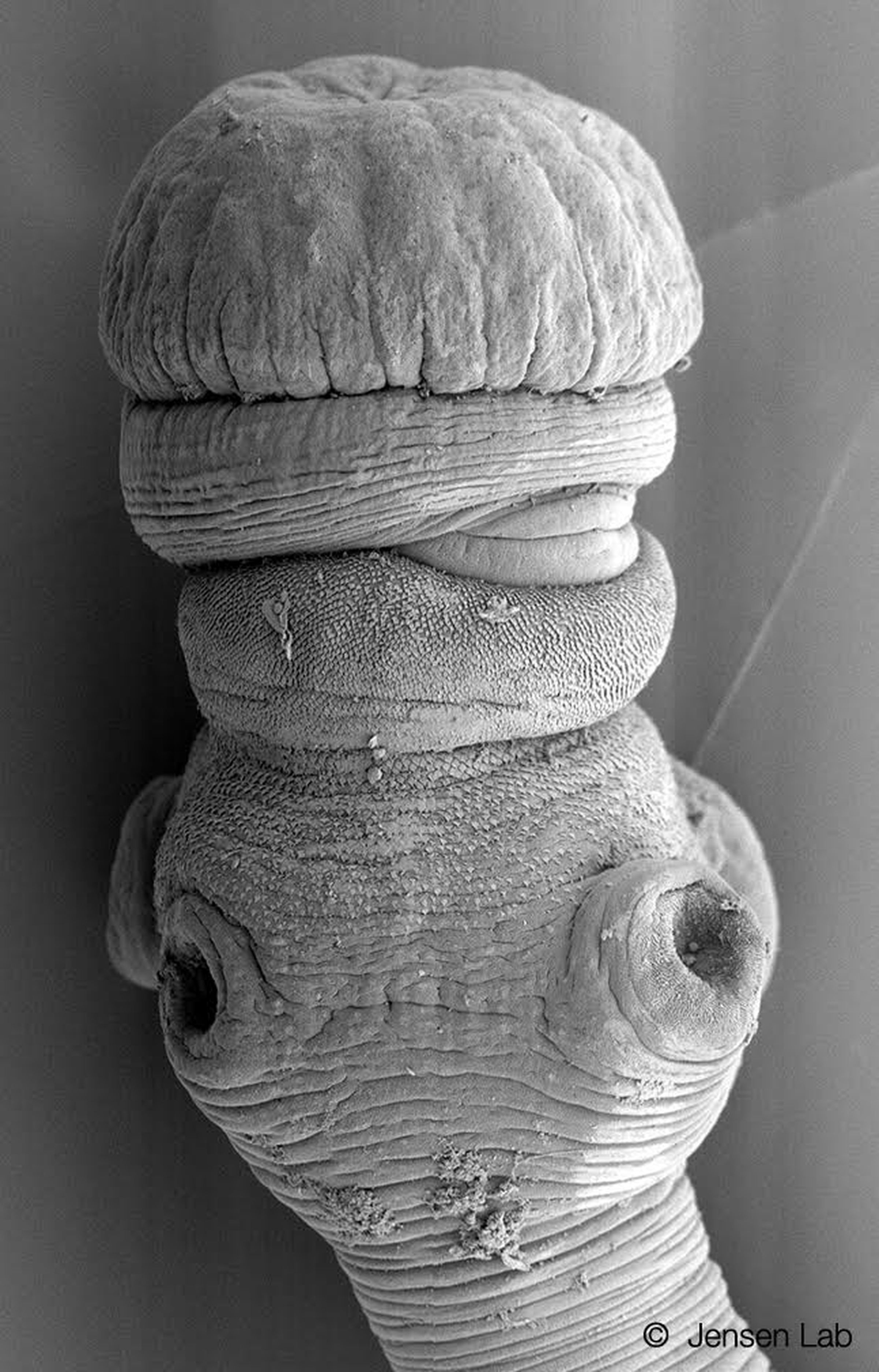 Seussapex karybares, parasitologist Kirsten Jensen’s favorite species of tapeworm, is named for its resemblance to the Cat in the Hat.