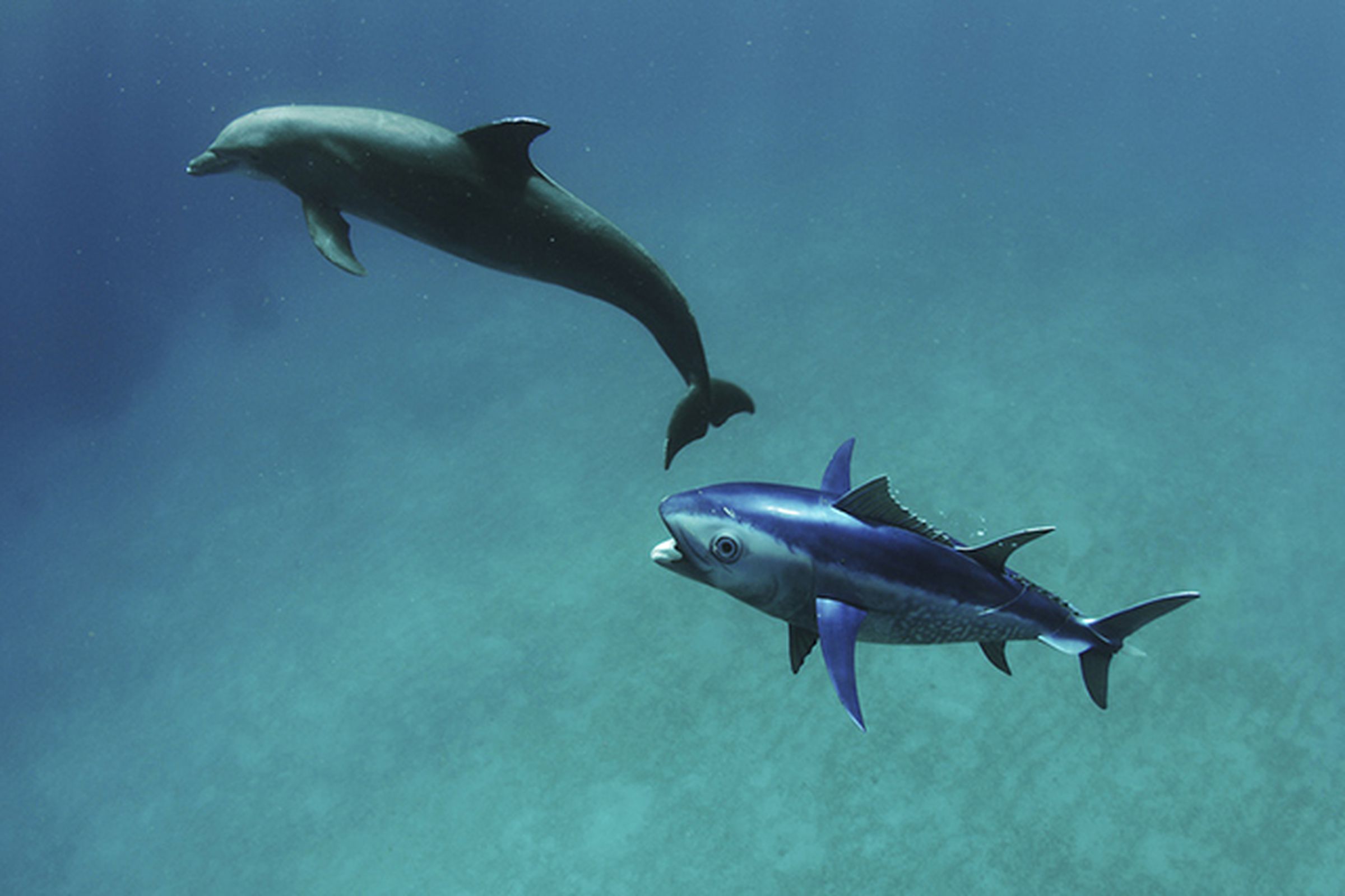 Dolphin tunaspycam