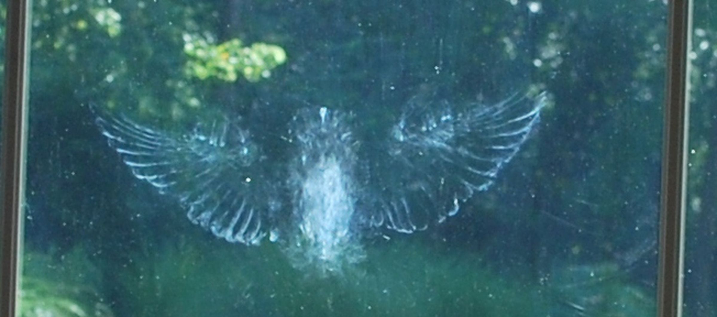 Bird dust left by a collision with the window.