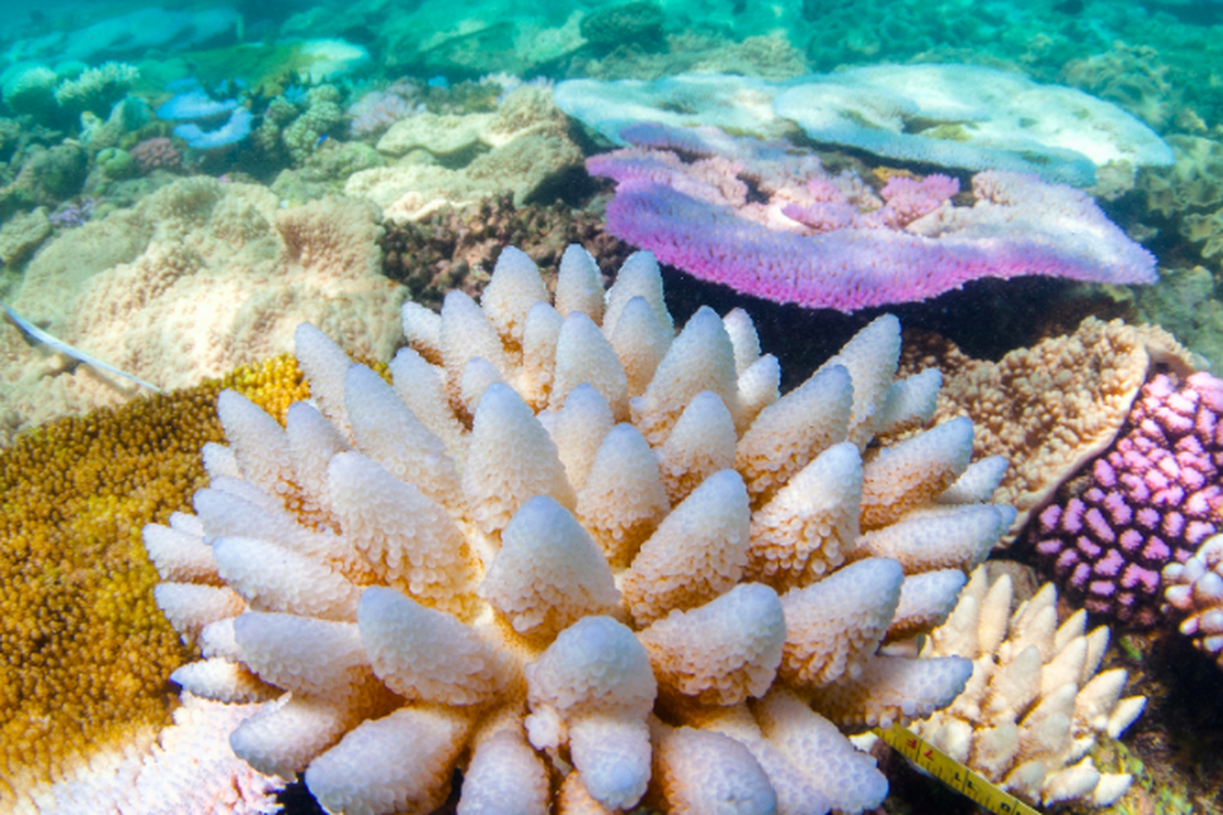 Bleached and fluorescing corals on the northern Great Barrier Reef in April 2017.