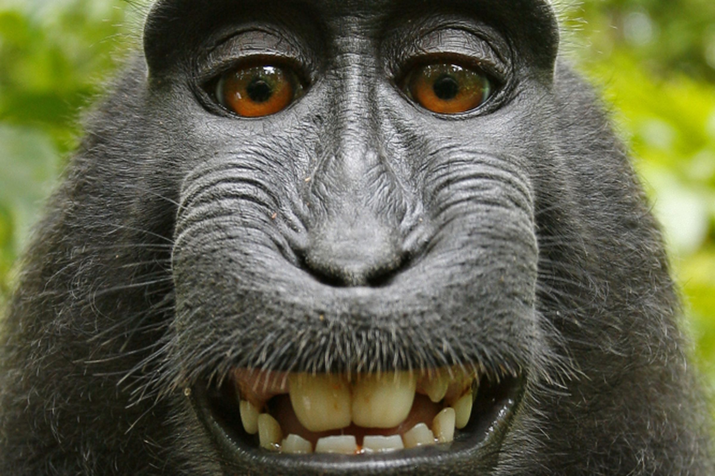 monkey selfie crop