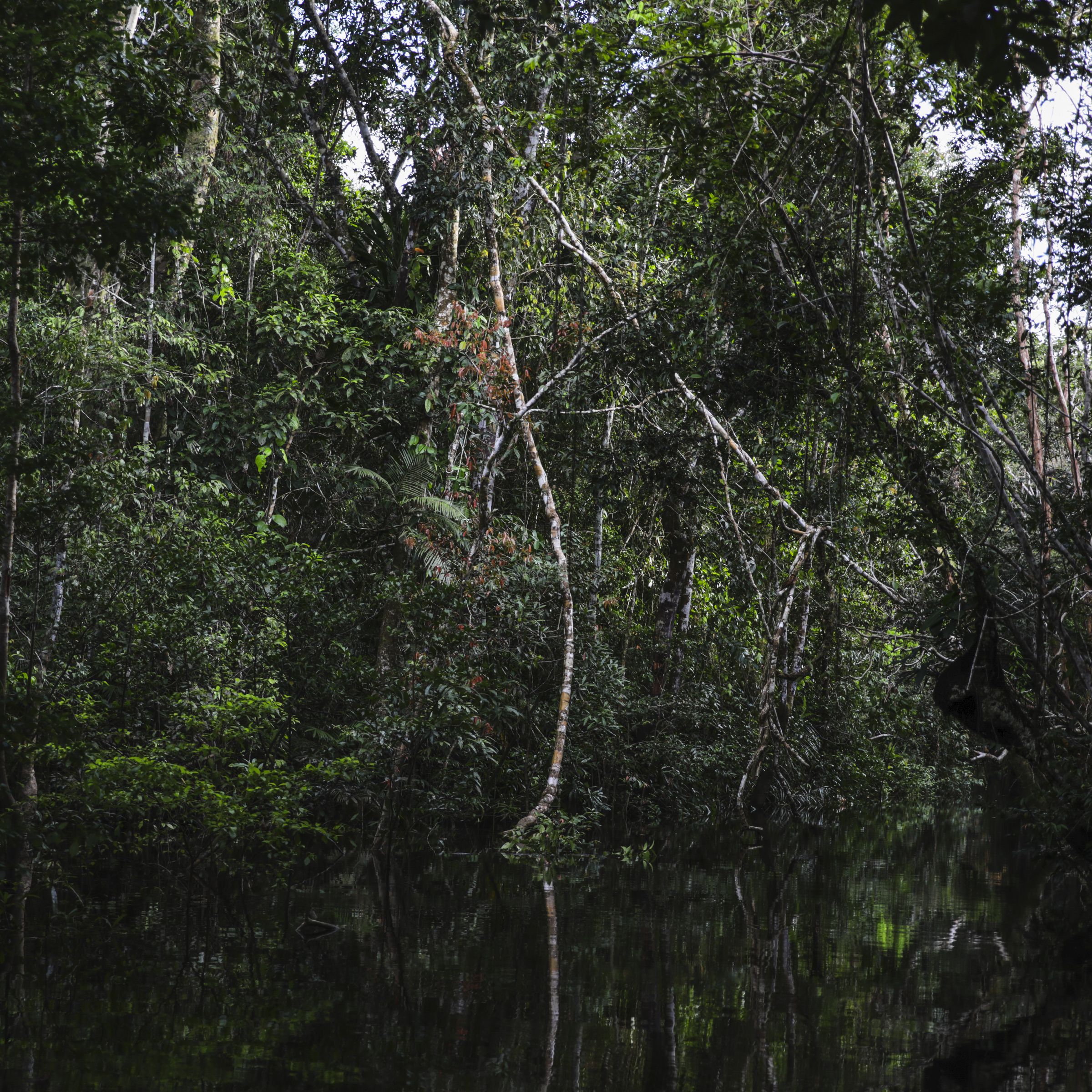 Amazon rainforest in Colombia