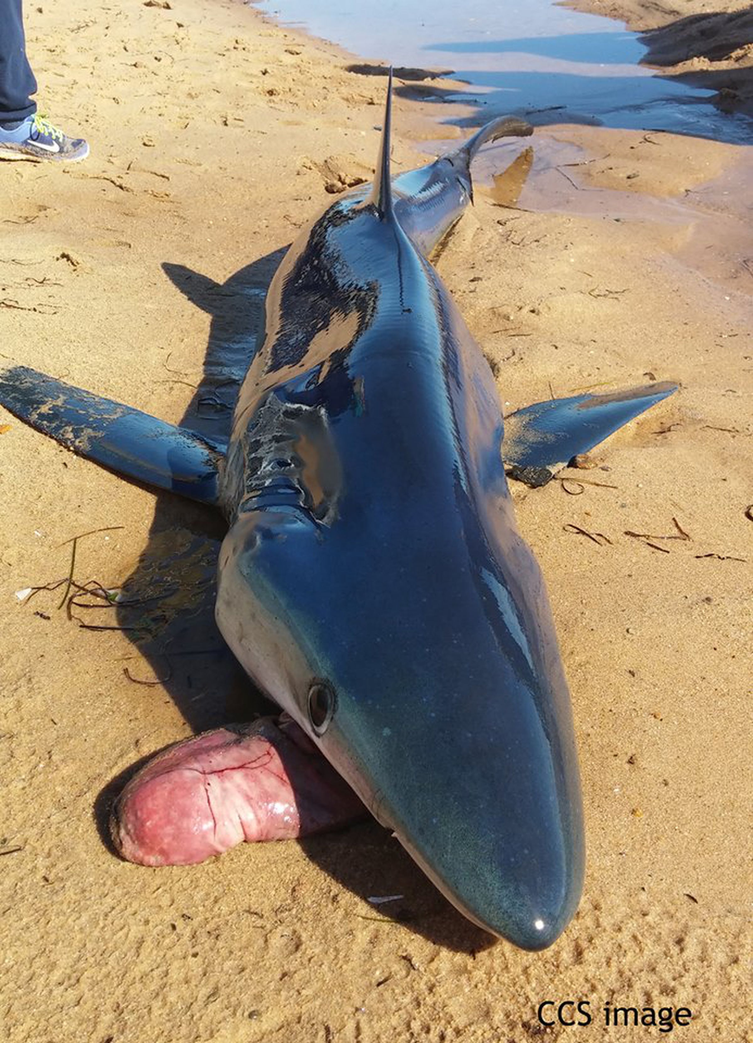 A beached blue shark regurgitated its stomach about two years ago in Provincetown, Massachusetts.