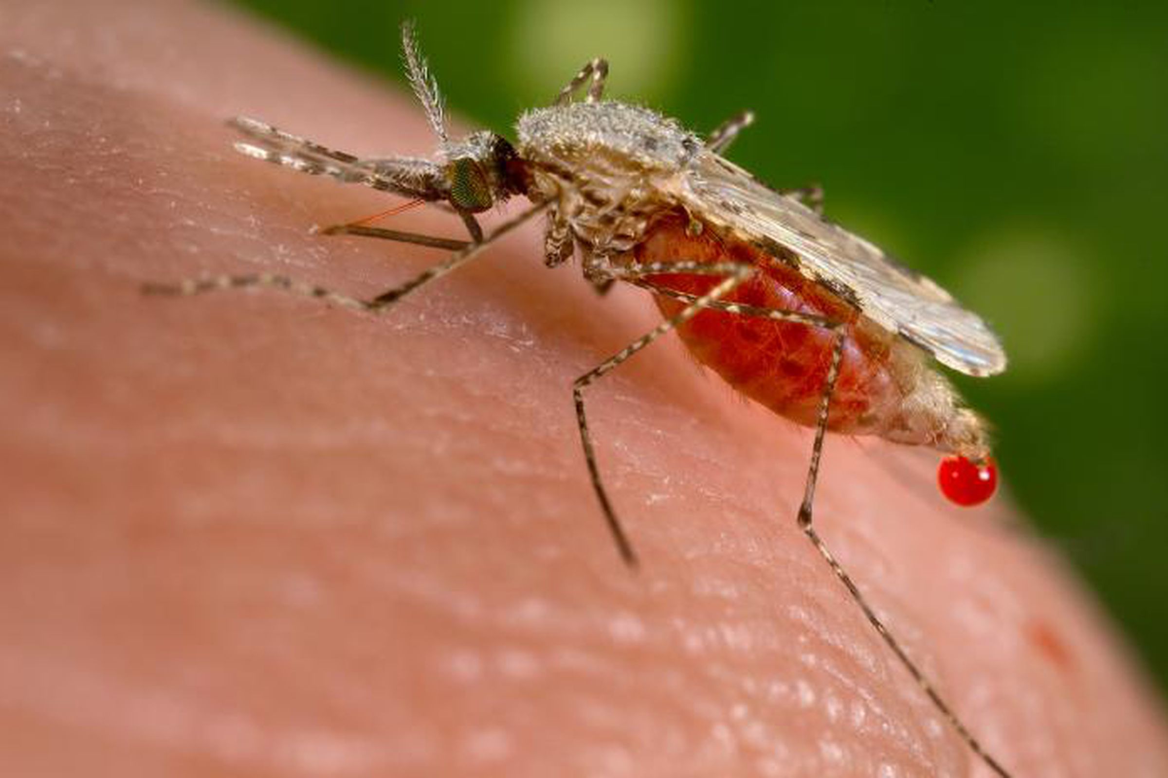 mosquito malaria (wikimedia)
