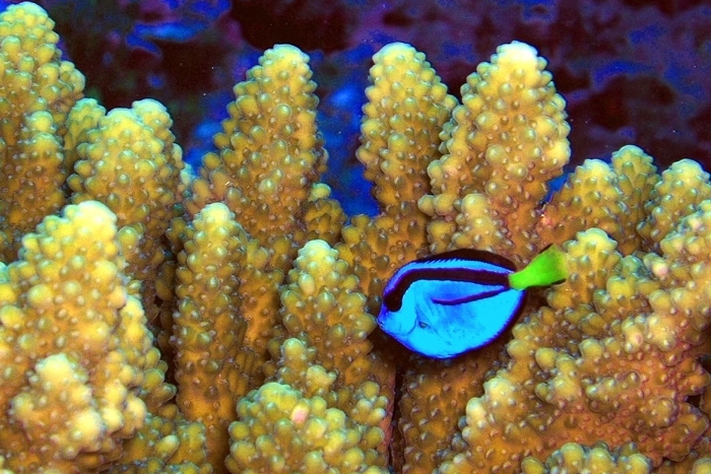 Blue tang fish swims in front of yellow coral in the Pacific Remote Islands National Wildlife Refuge Complex