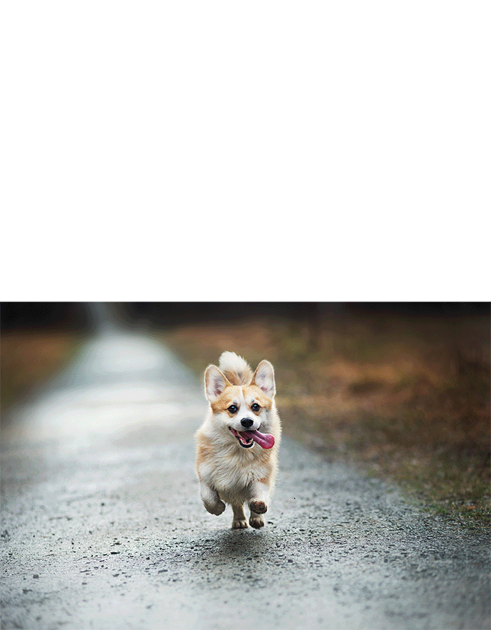 A GIF displaying a before and after image of a Corgi that’s been editing using Photoshop’s new Generative Fill feature.