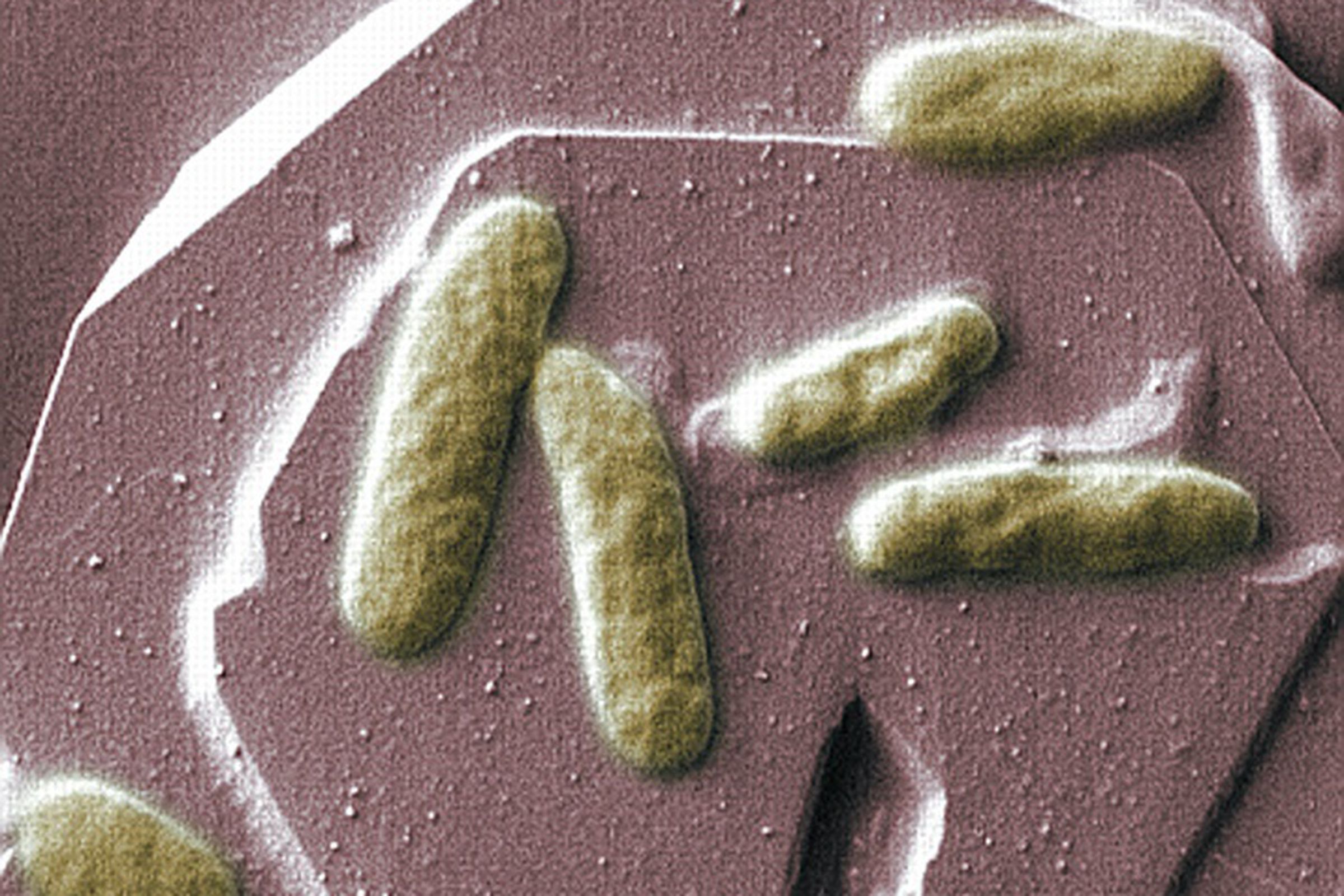 Bacteria shewanella oneidensis