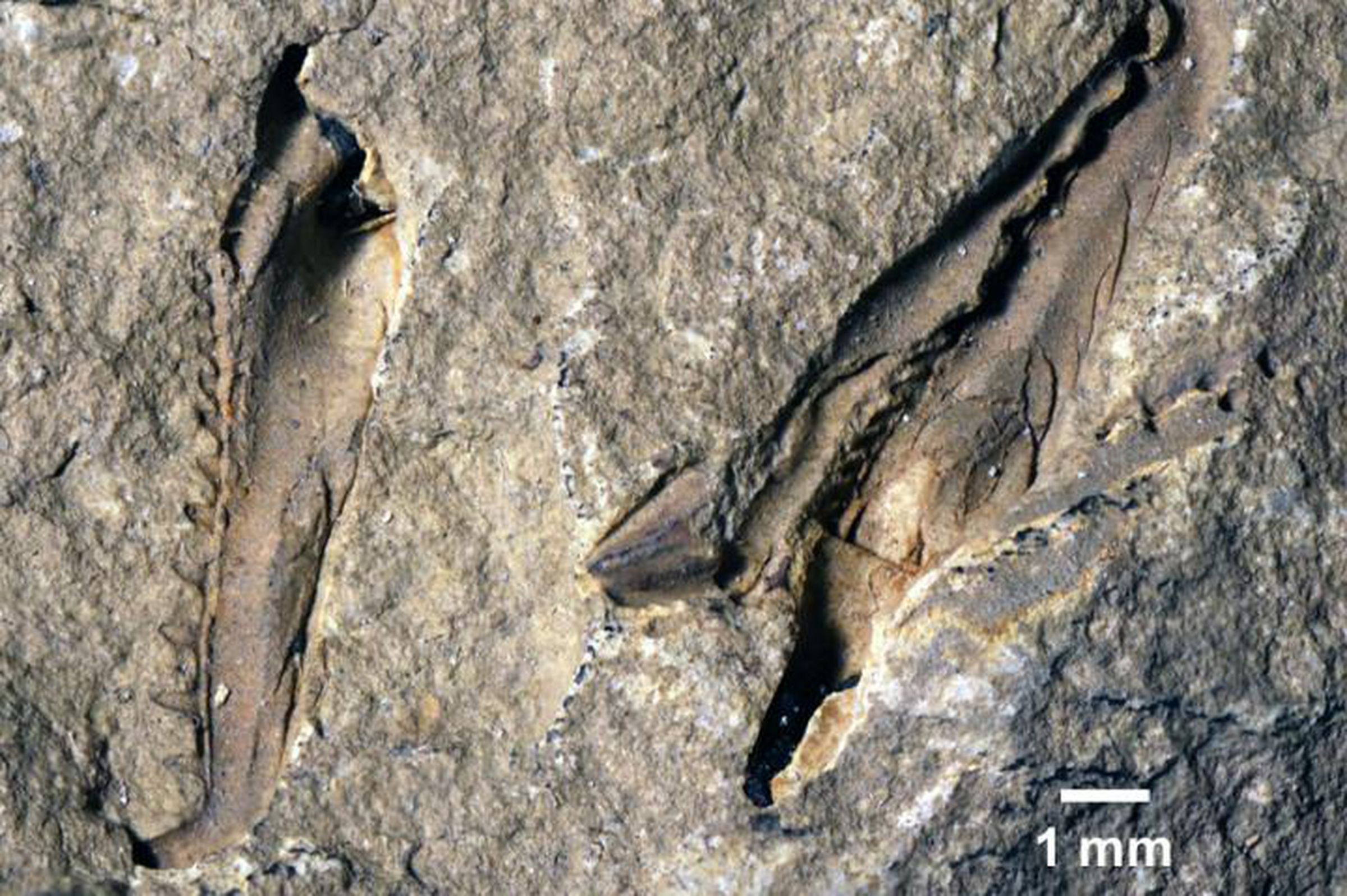 The fossil jaws