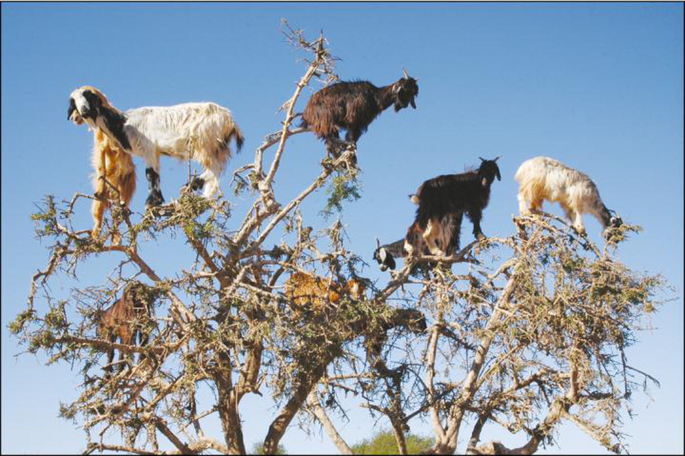 Goats graze on an argan tree in southwestern Morocco.