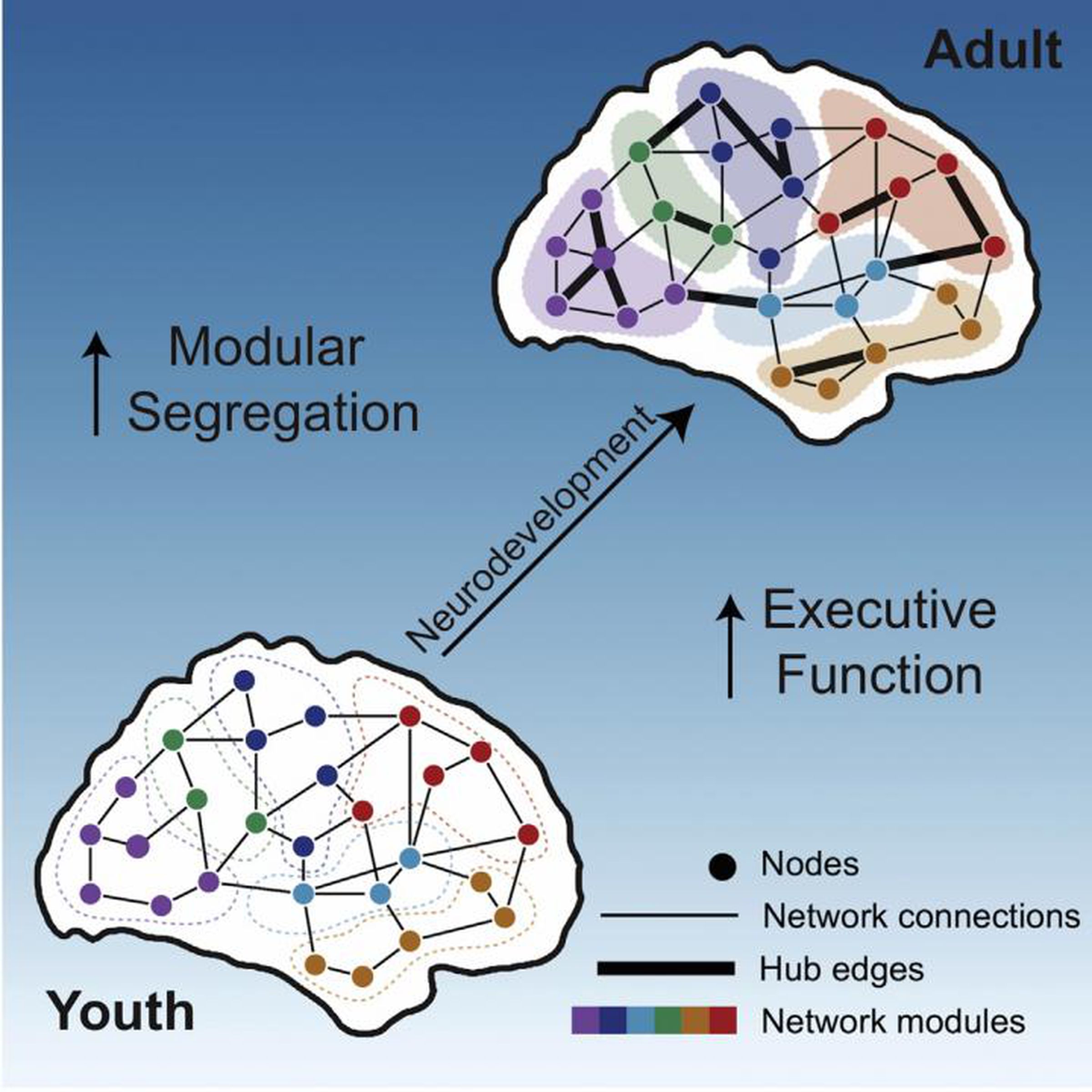 This is a schematic depicting the development of modular yet integrated brain networks.