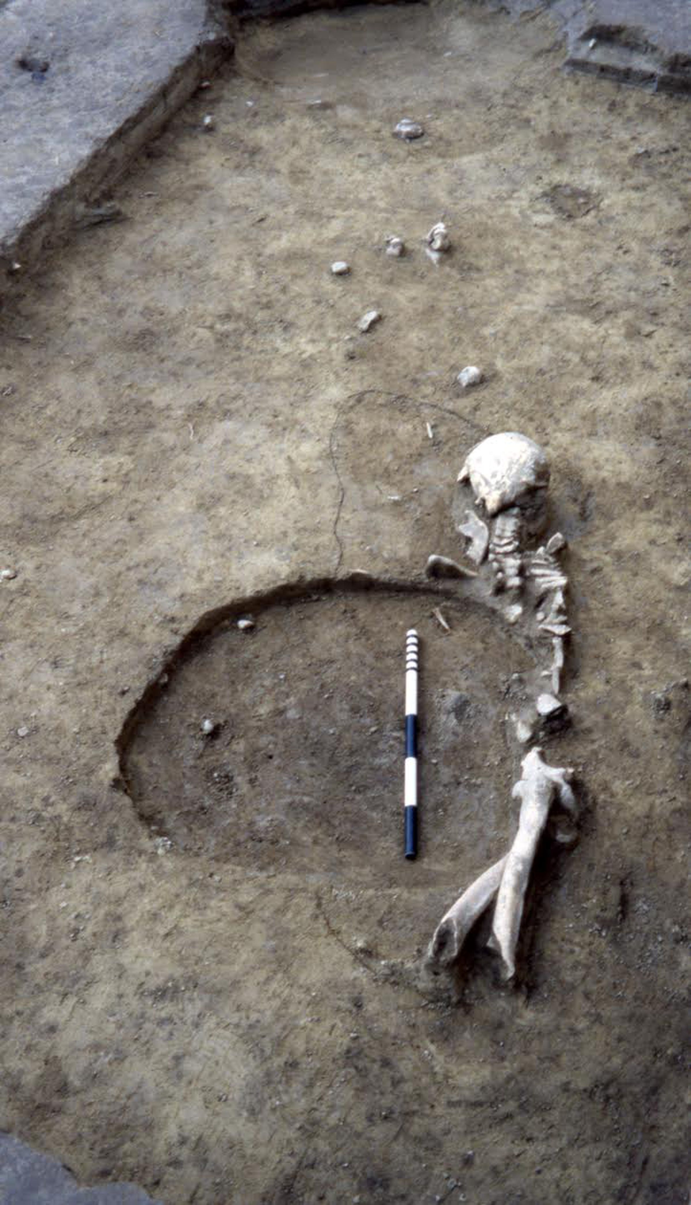 One of the skeletons analyzed in the study, a hunter-gatherer found in Romania dated to about 8,800 years ago.