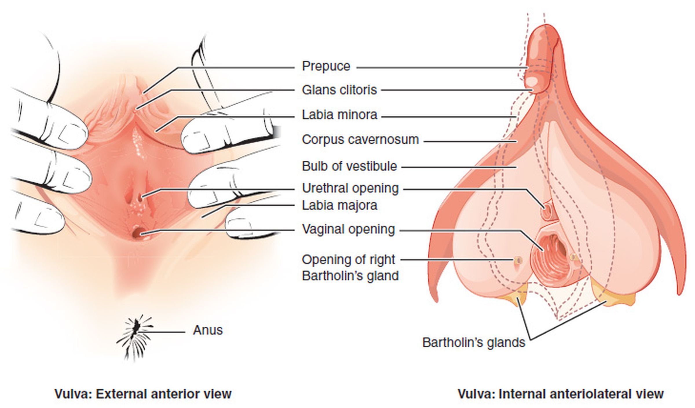 diagram-clitoris-wikimedia