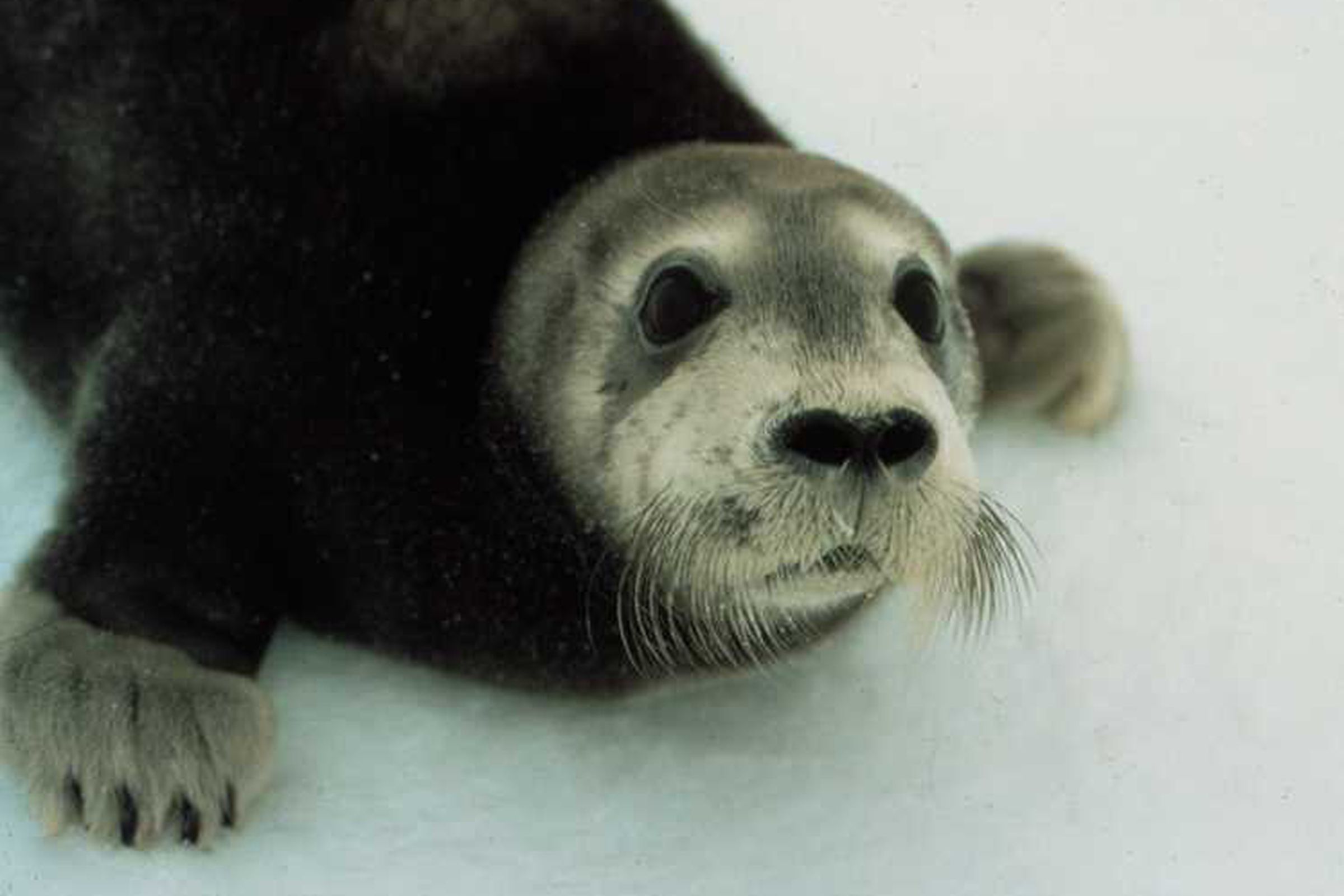 A bearded seal pup
