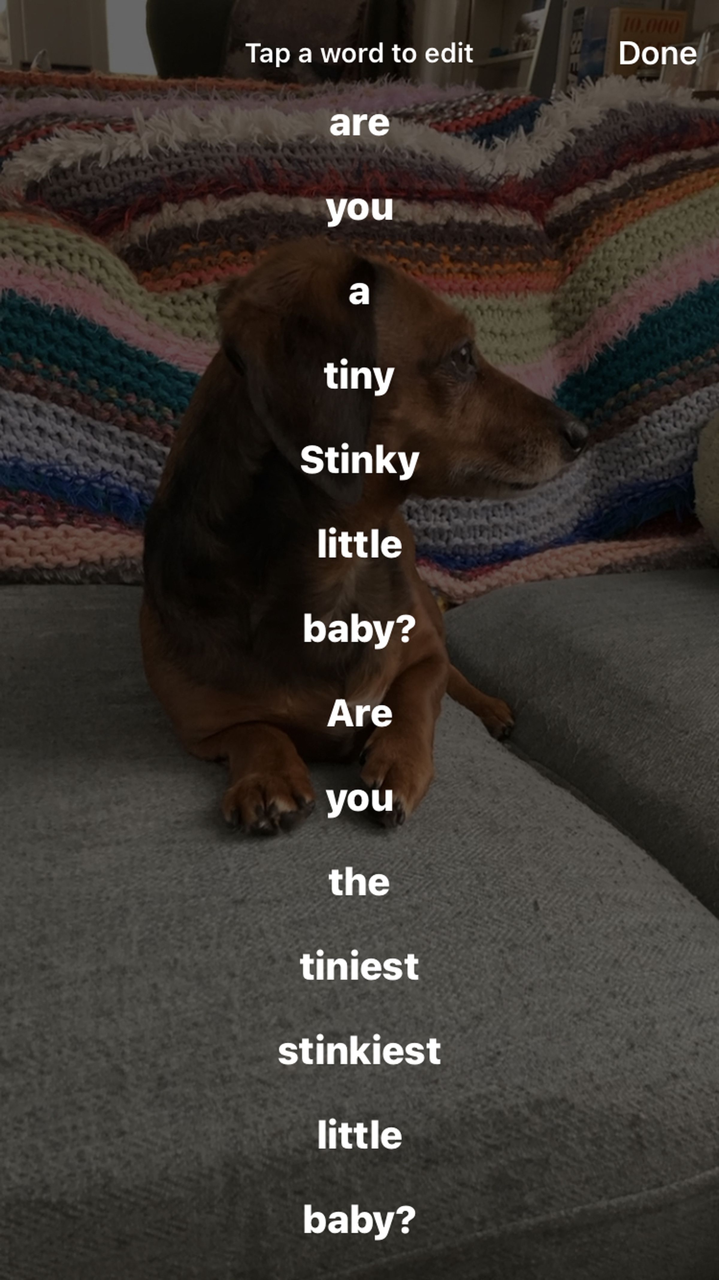 A list of words from the top to the bottom of the screen that say “are you a stinky little baby?” in front of a photo of a miniature dachshund sitting on a couch.