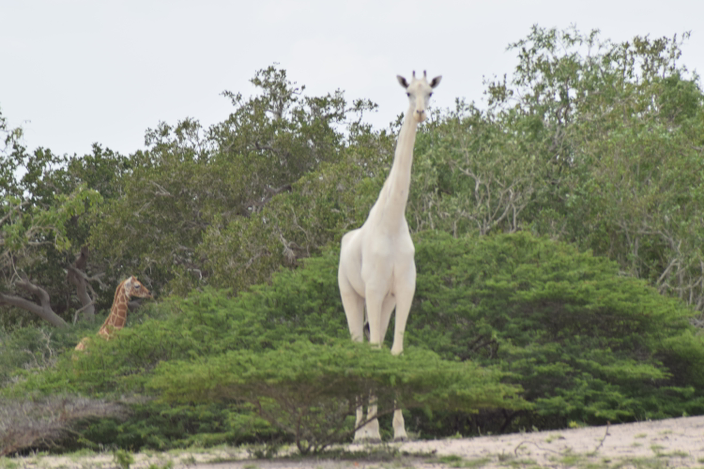 A white giraffe spotted in Kenya last month.