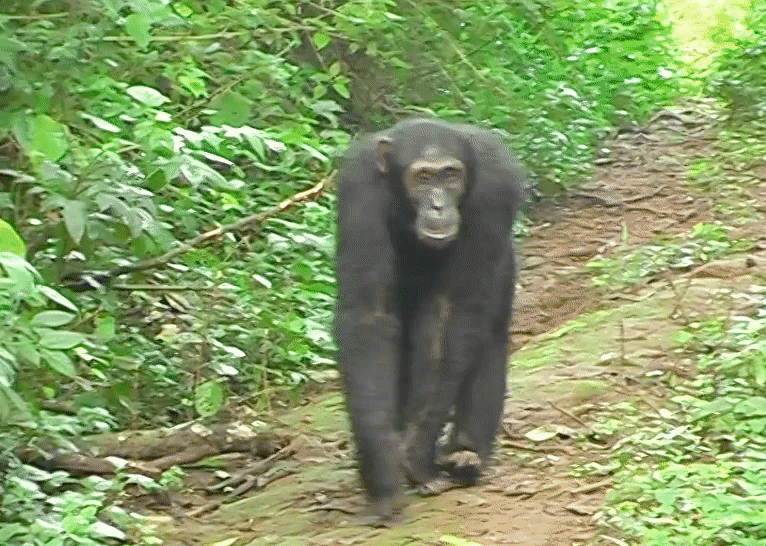A chimp in Uganda’s Budongo Forest sees the fake snake.
