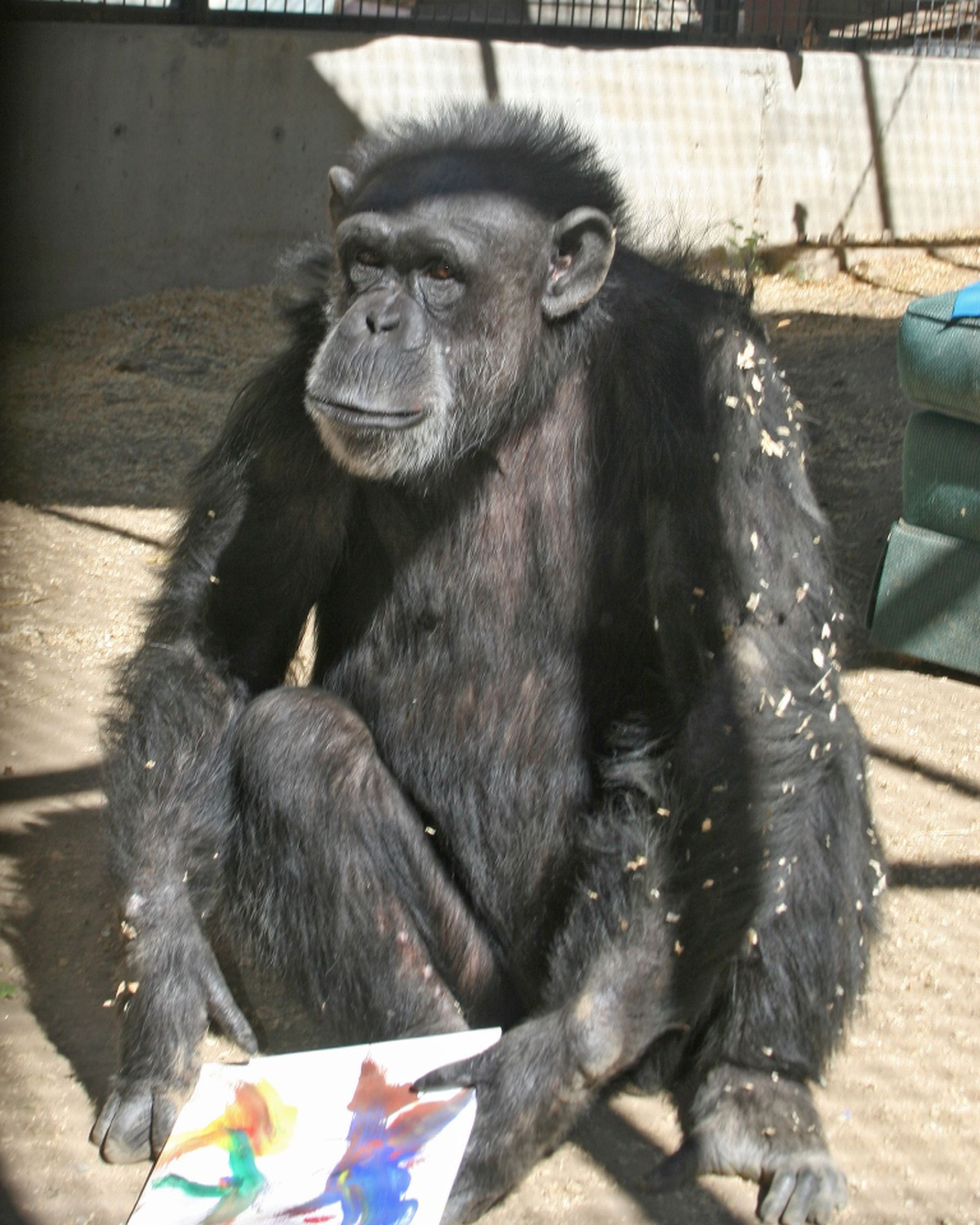 Humane Society Chimpanzee Art contestants