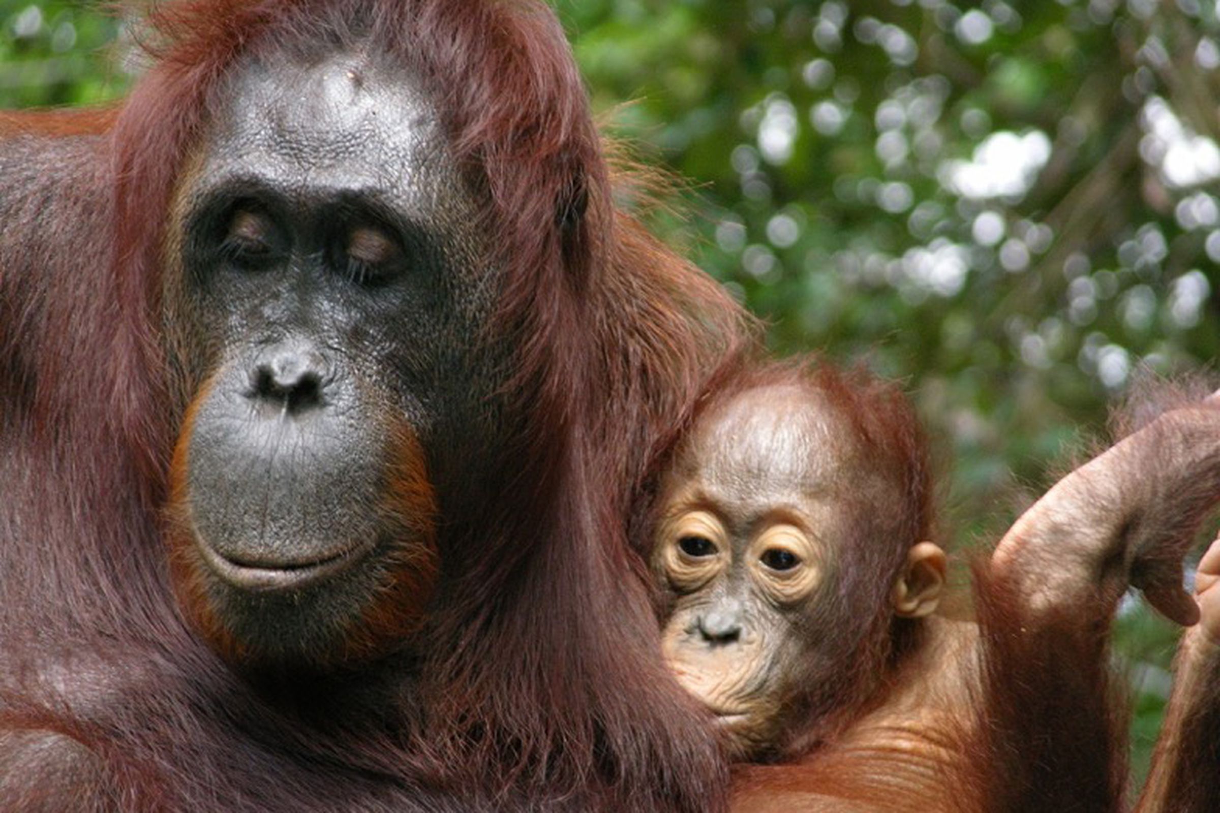 An infant orangutan nursing.