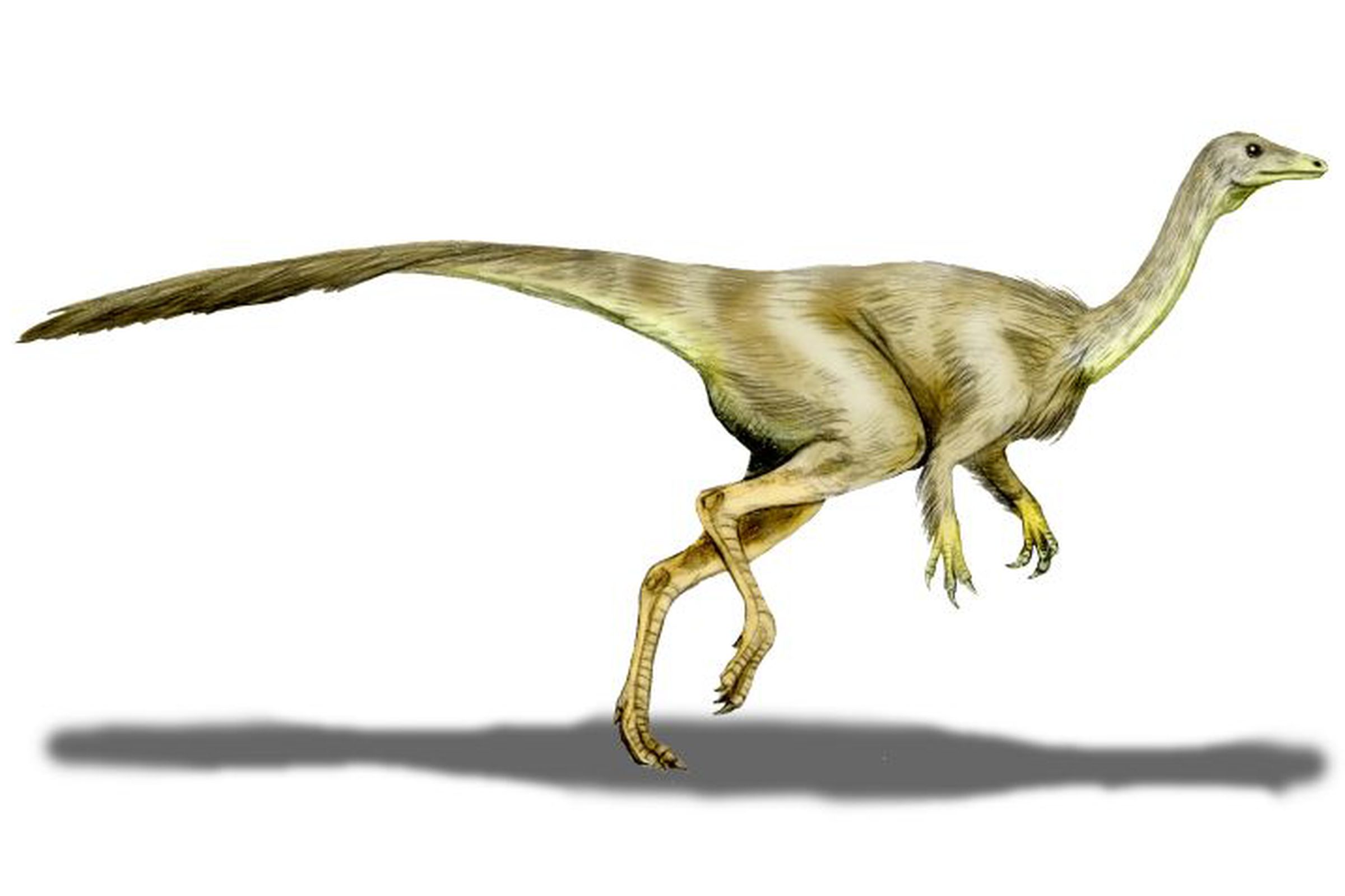 Ornithomimid (wikimedia commons)