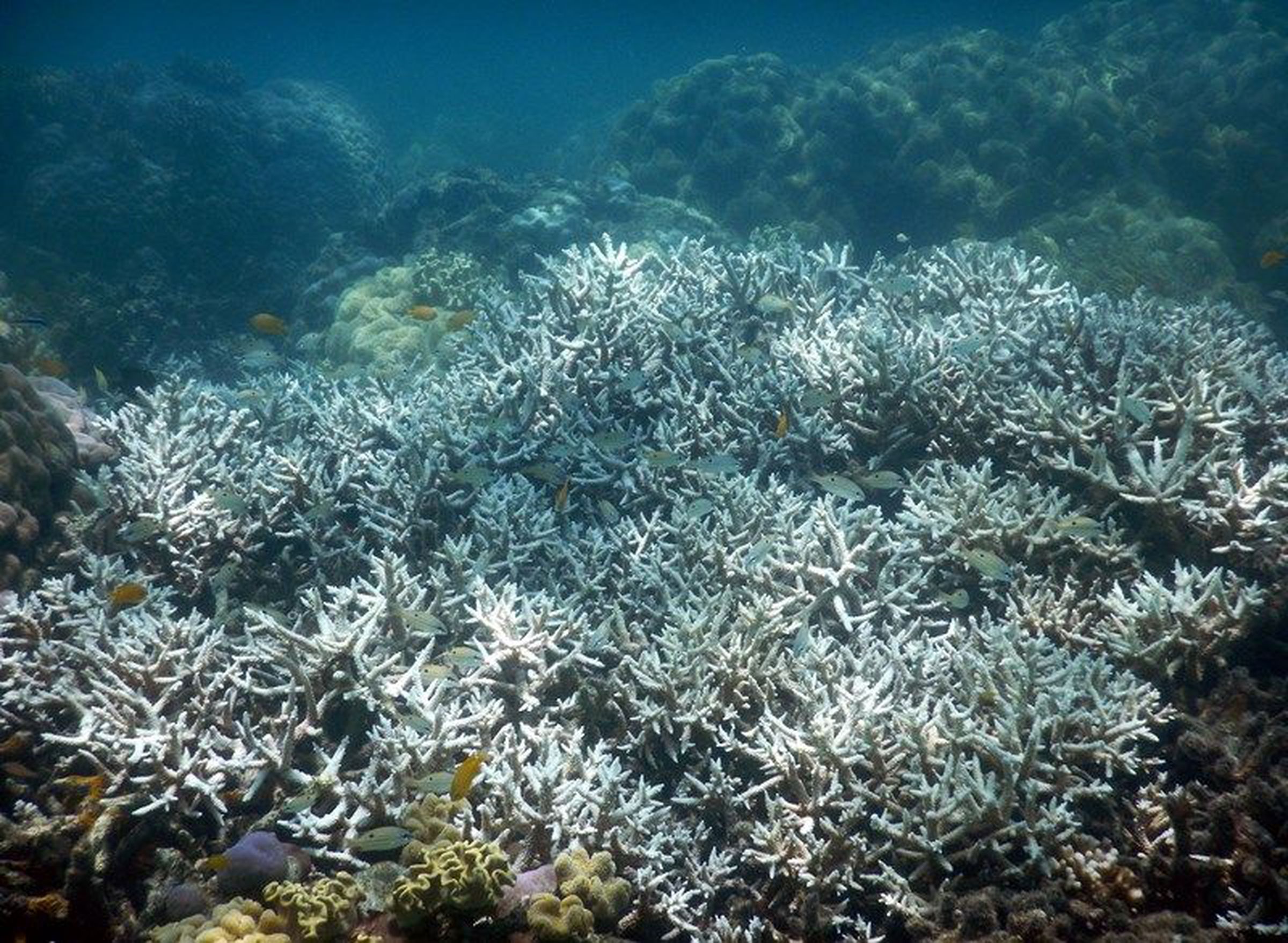 Bleached coral in February 2016 at Lizard Island, Great Barrier Reef. 